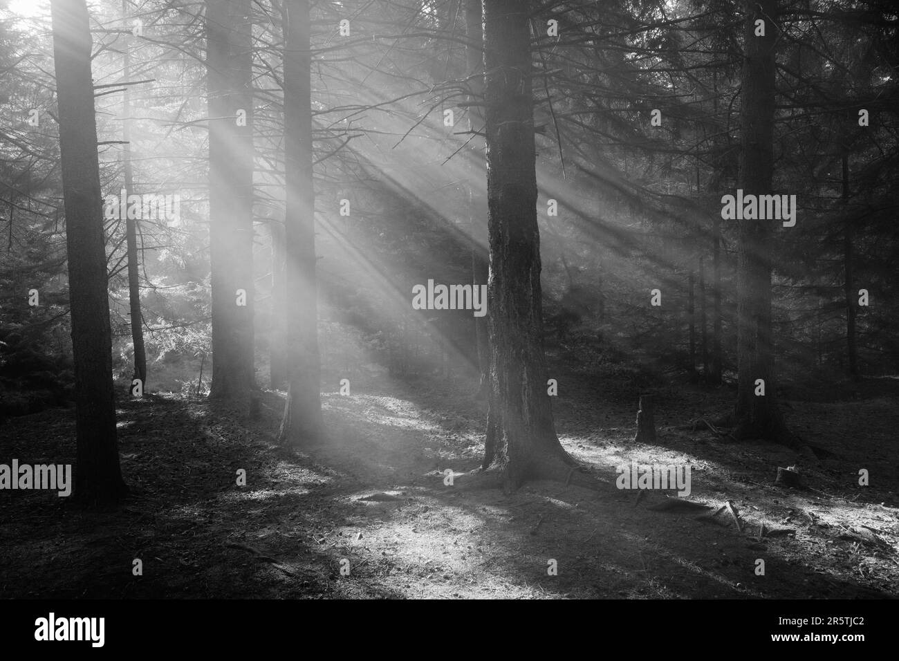 Forest pines sun rays Black and White Stock Photos & Images - Alamy