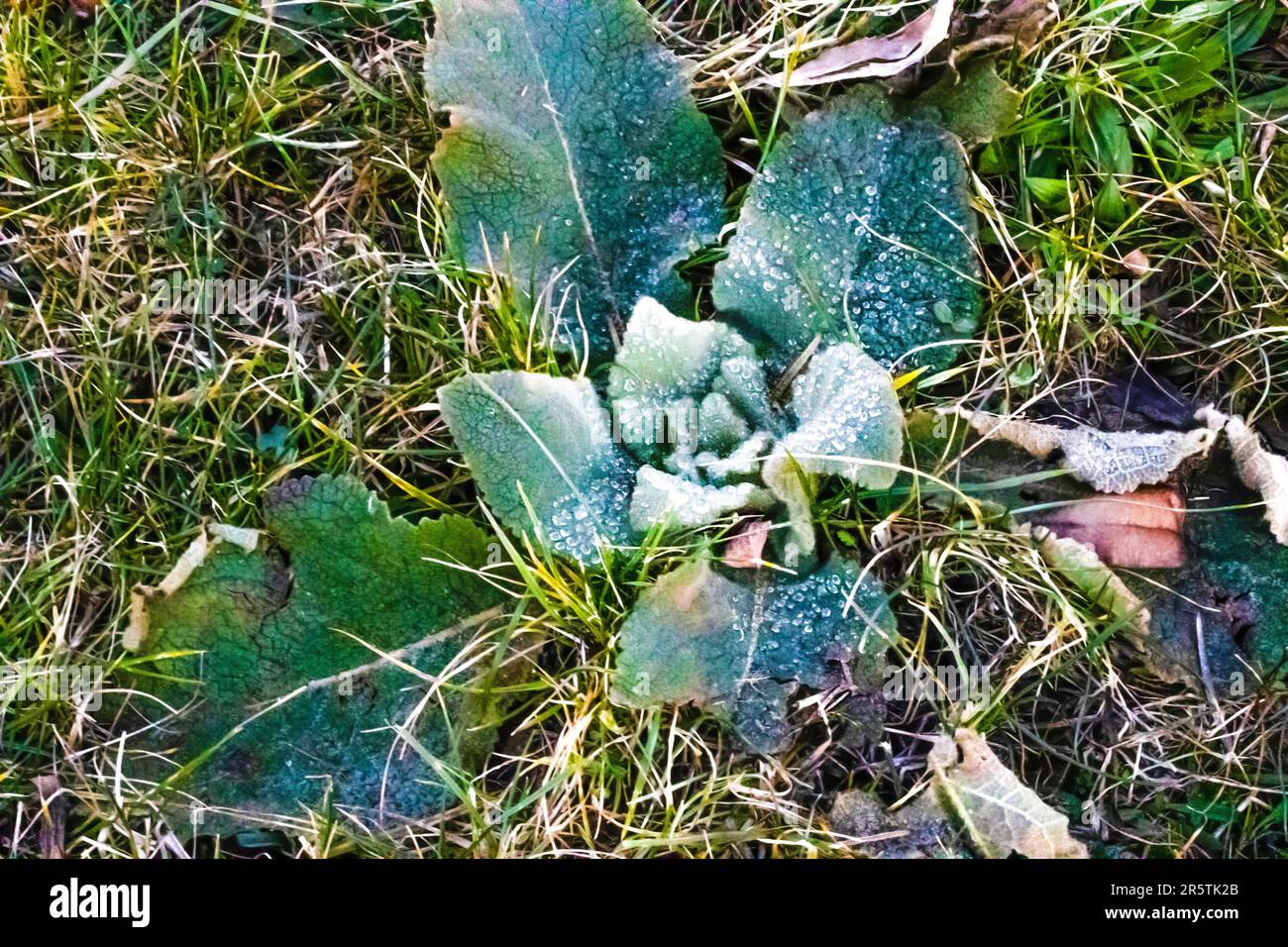 Rose Forming Dew on the plant, Rose-forming plant Stock Photo - Alamy
