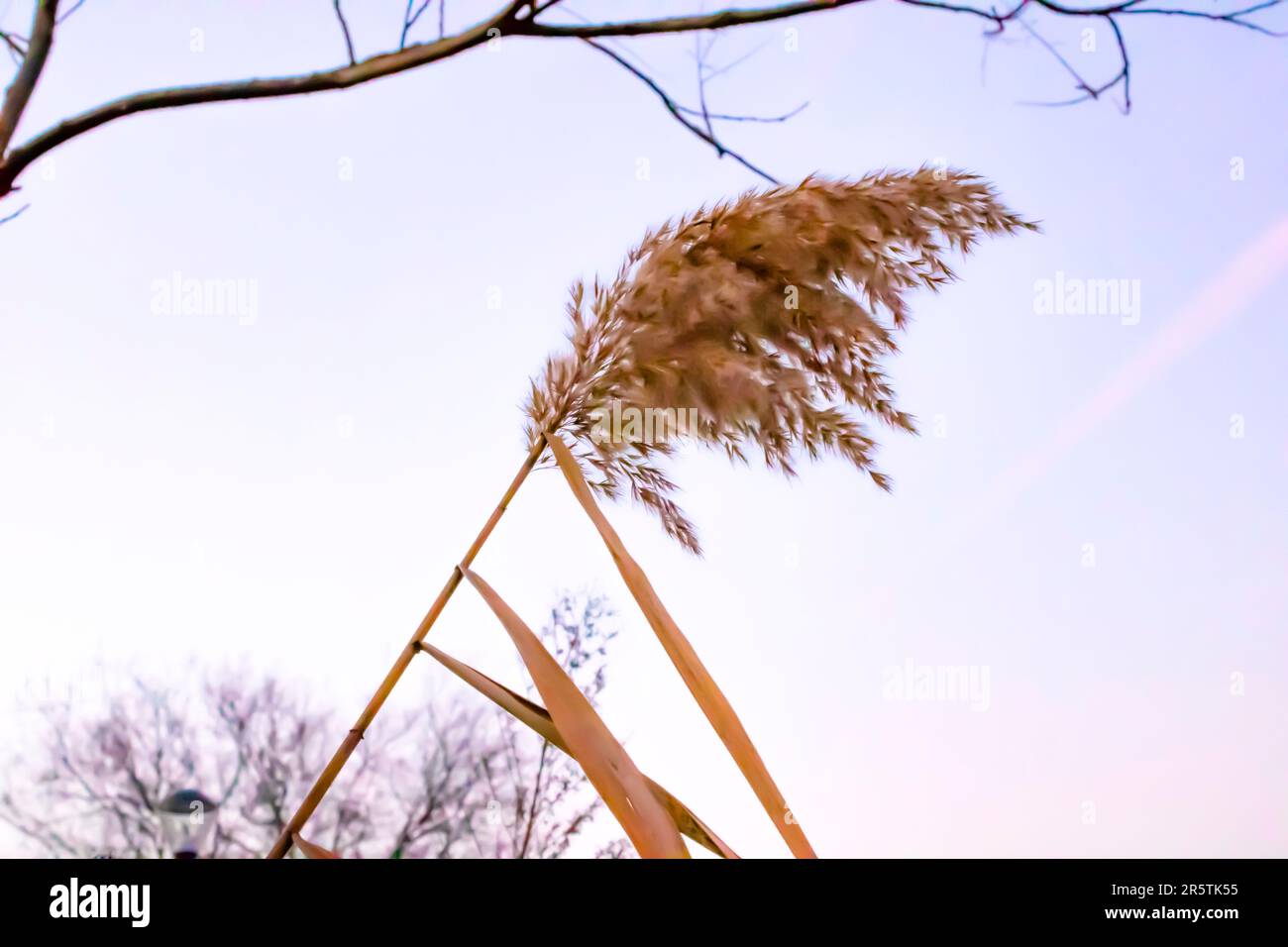 Wind Blowing Reeds Reed ,Wind -blow reed ,Phragmites australis Stock Photo - Alamy