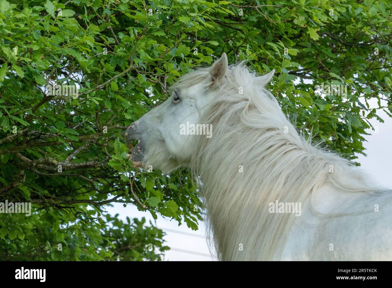 A white horse eating the leaves from an oak tree Stock Photo Alamy