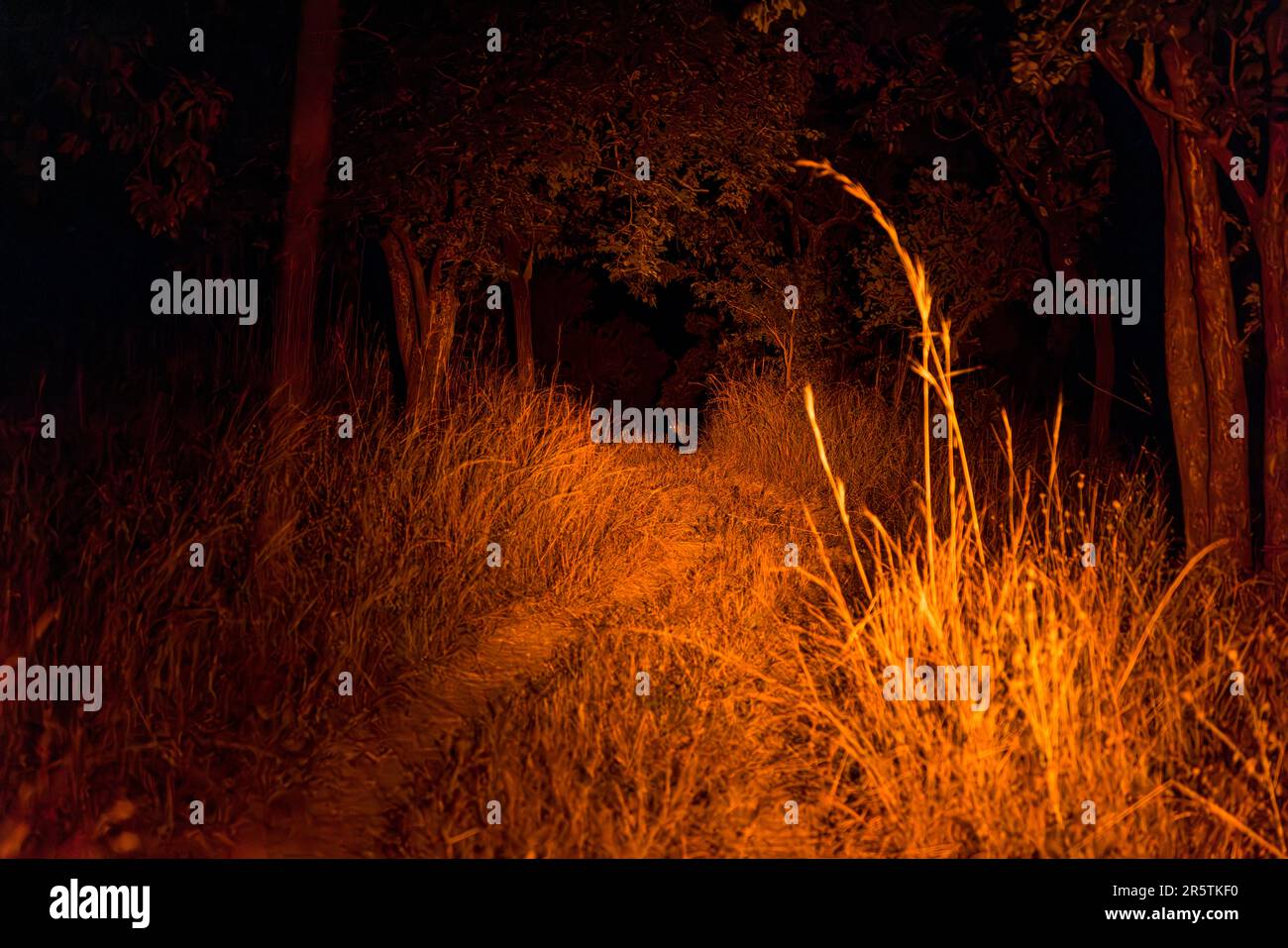 Hyena in the light of a flashlight while a wildlife management team in Malawi's Majete National Park searching for a lion to color tag at night. Red light lamp shines in the direction of a pack of hyenas. At the end of the path you can see the eyes of a hyena shine Stock Photo
