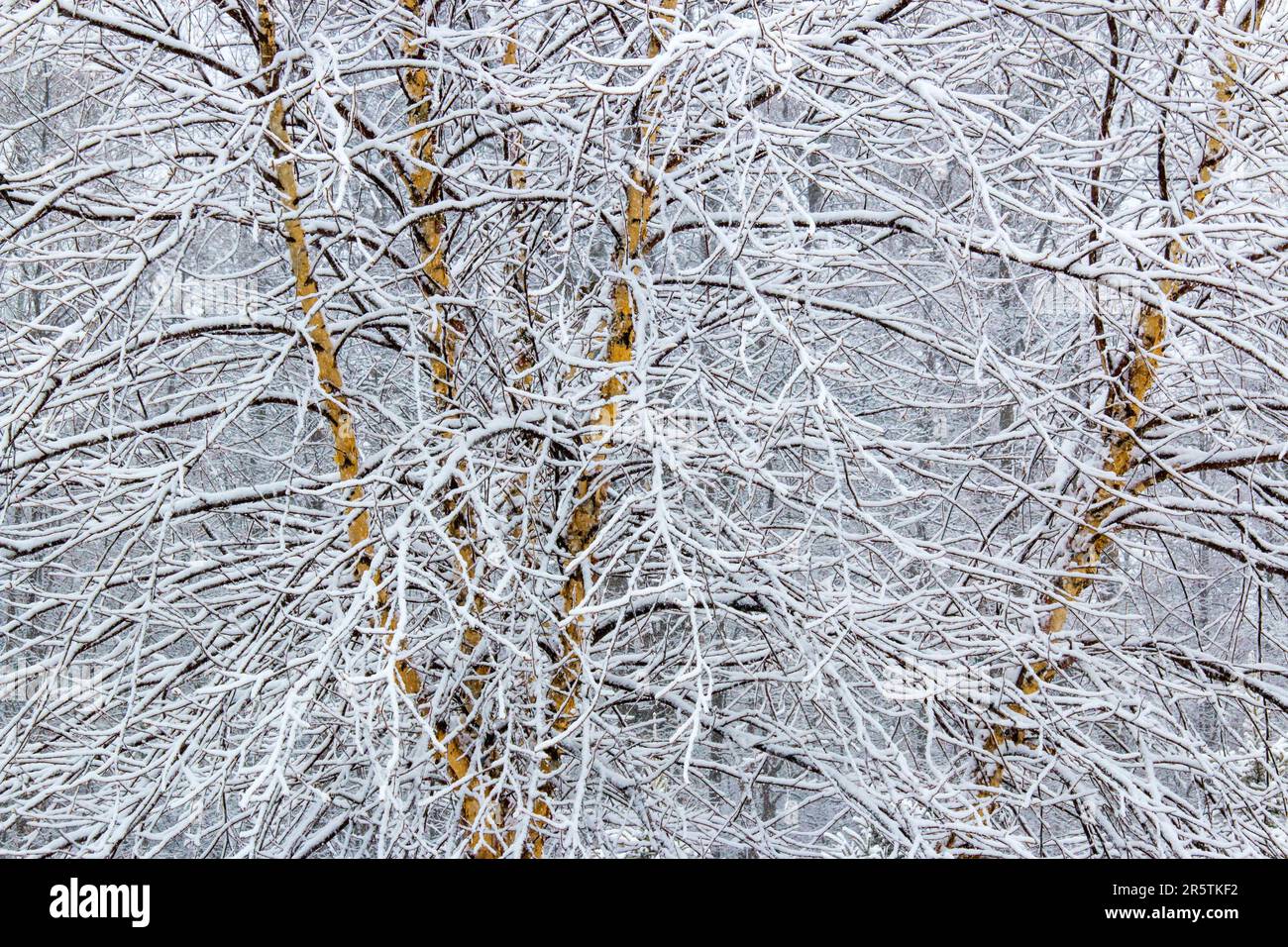 A young River Birch covered with snow in northeast Pennsylvania Stock Photo