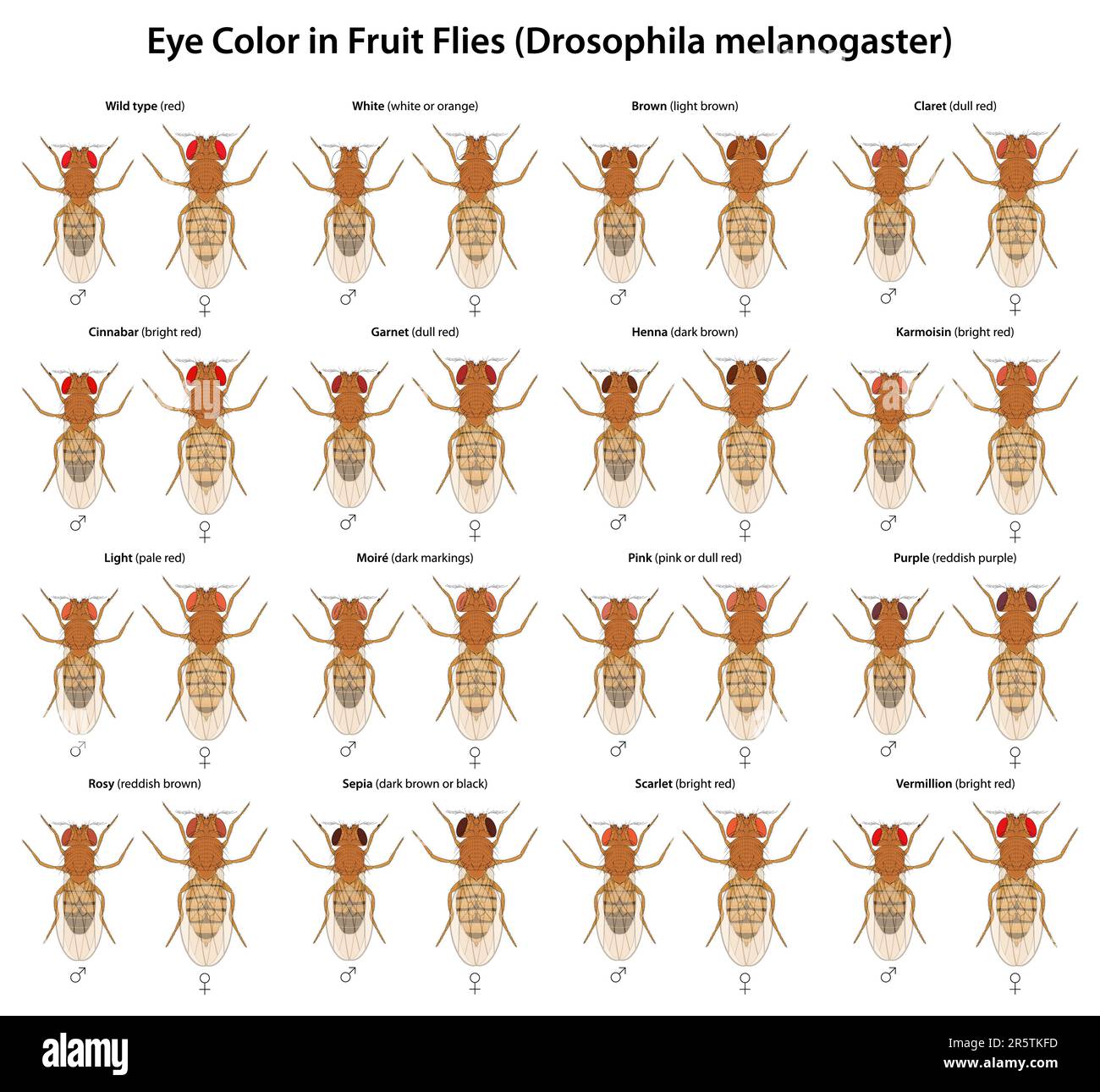 The eye color of Drosophila, commonly known as fruit flies, can vary depending on the genetic variations. Stock Vector