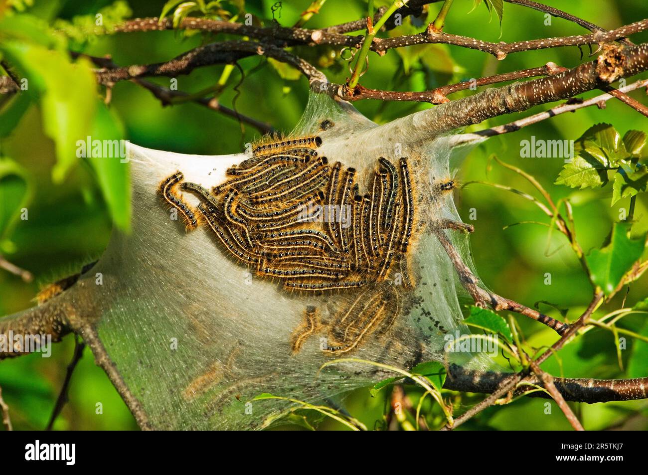 Eastern Tent Caterpillar. Malacosoma Americanum. Gateway, NY. Eastern tent caterpillar mass infesting black cherry tree. Stock Photo