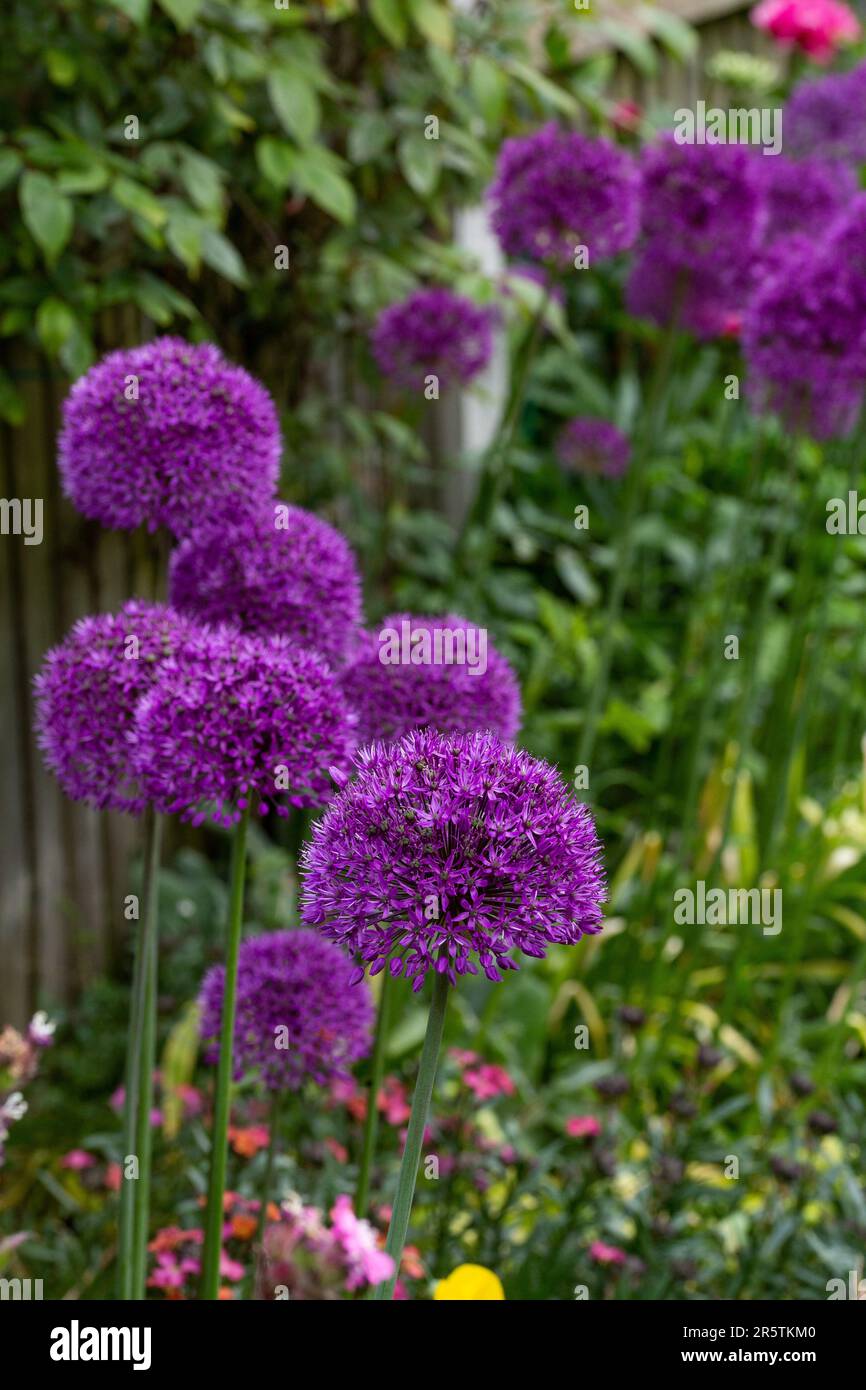 Allium (Ornamental Onion) 'Purple Sensation' in full bloom in a garden border. Stock Photo