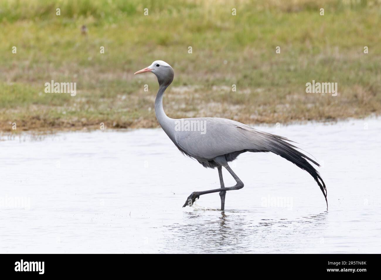 Blue Crane / Stanley Crane / Paradise Crane (Anthropoides paradiseus) Overberg, Western Cape, South Africa. Listed as Vulnerable due to habitat loss , Stock Photo