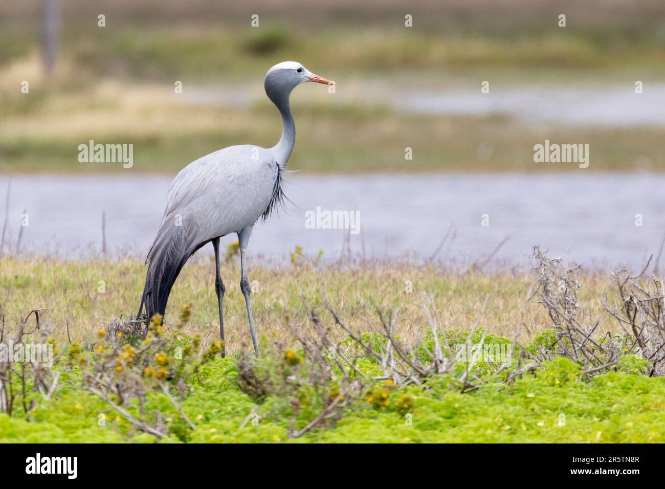 Blue Crane / Stanley Crane / Paradise Crane (Anthropoides paradiseus) looking over an ephemeral pan, Overberg, Western Cape, South Africa. Stock Photo