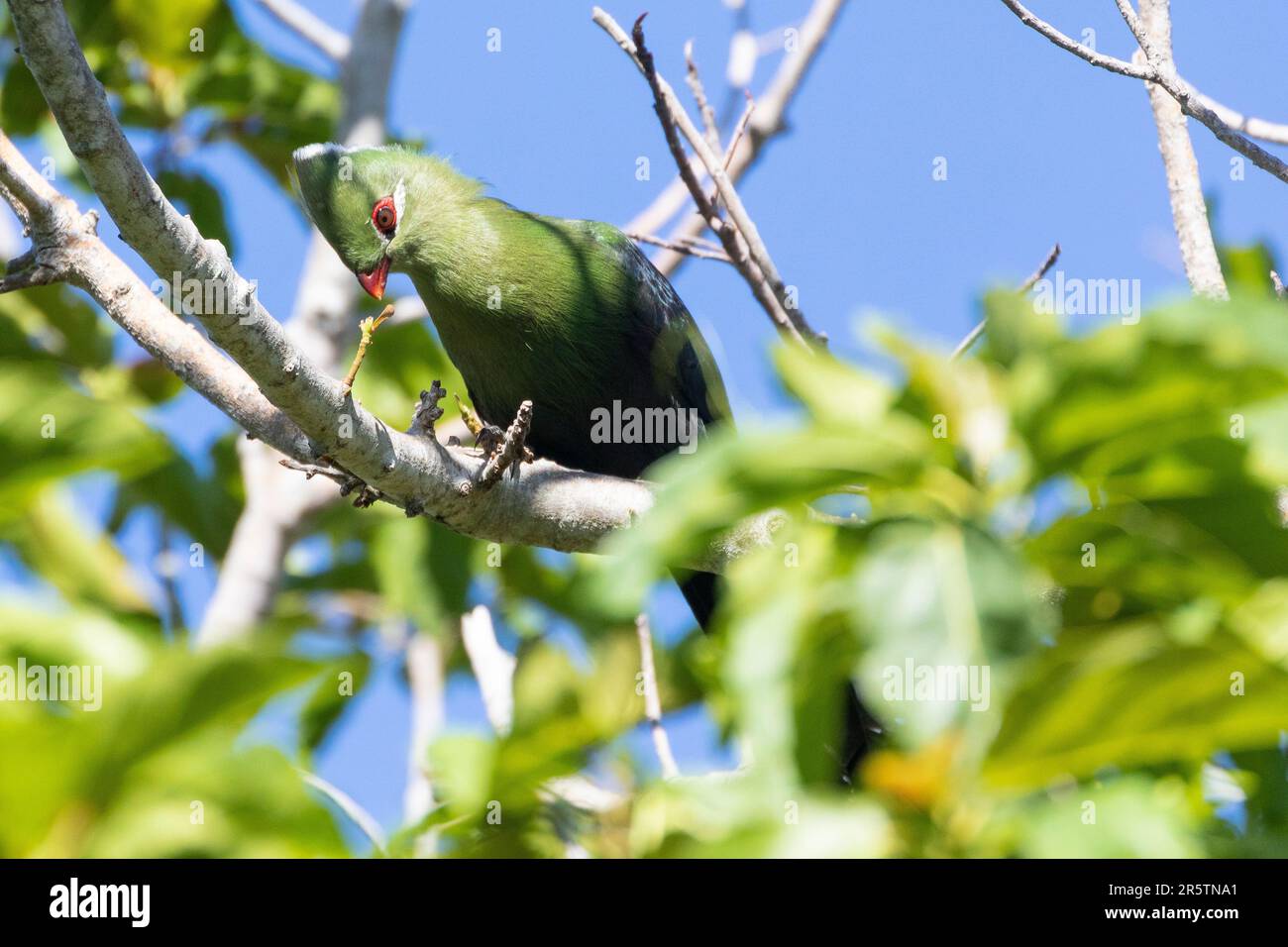 Knysna Turaco (Tauraco corythaix) prev. Knysna Loerie in Afromontane forest in Wilderness, Western Cape, South Africa Stock Photo