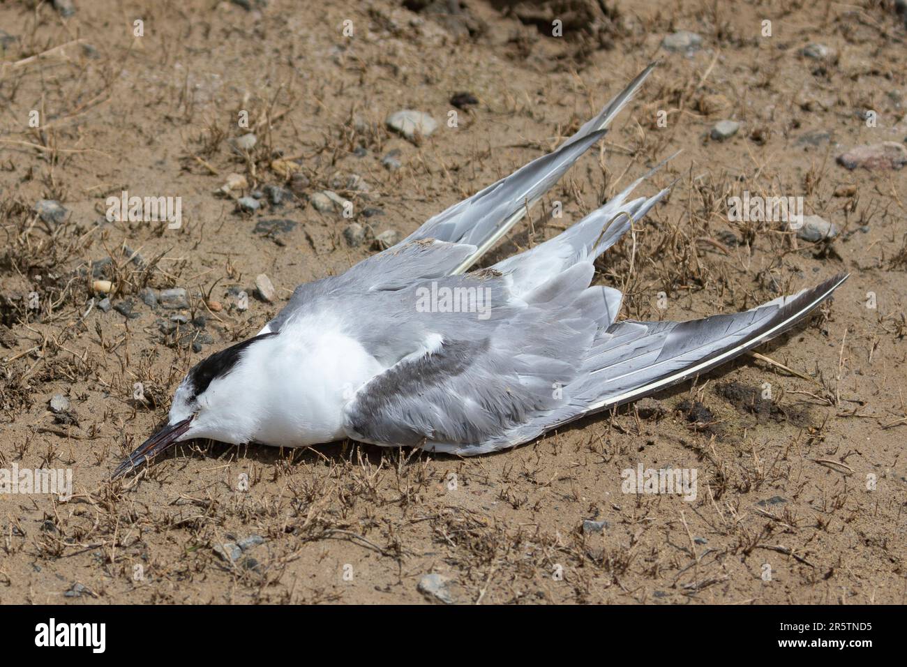 The body of a Common Tern (Sterna hirundo) on a beach, a victim of  bird flu, avian flu, avian influenza, a contagious Type A virus Stock Photo
