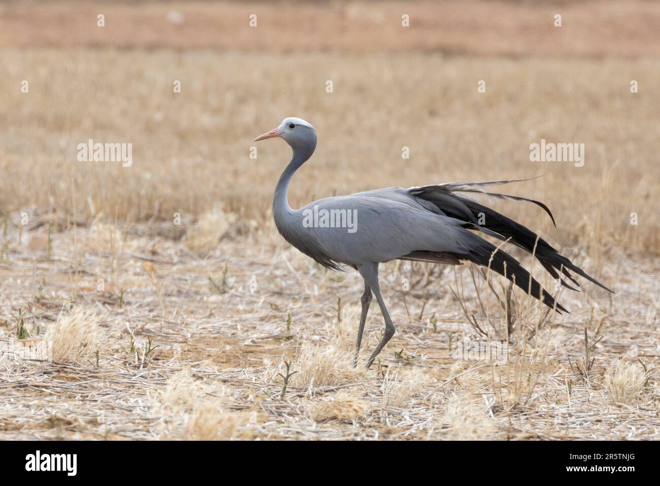 Blue Crane / Stanley Crane / Paradise Crane (Anthropoides paradiseus) Overberg, Western Cape, South Africa. Listed as Vulnerable due to habitat loss Stock Photo