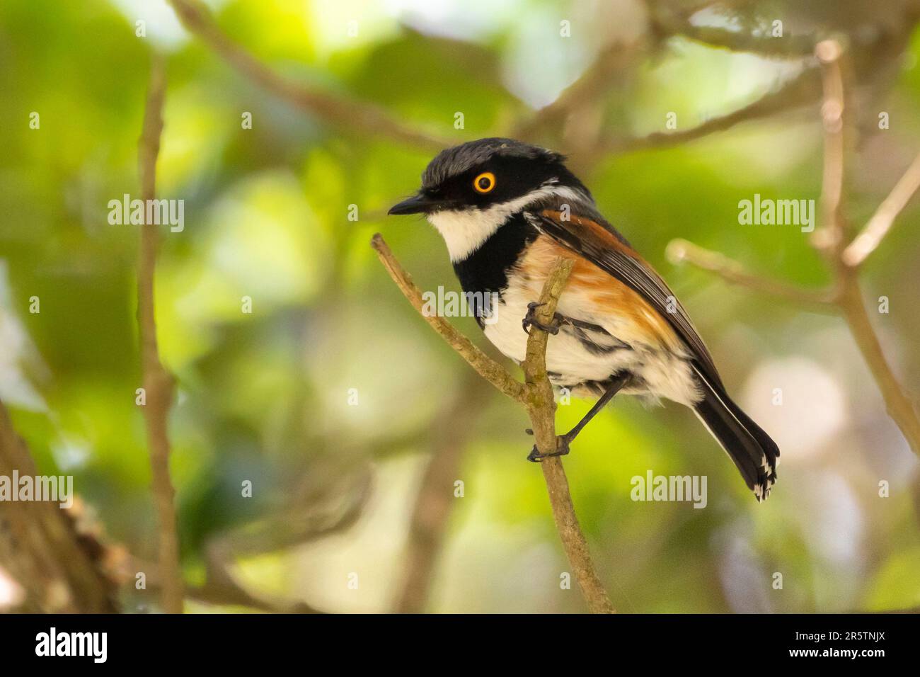 Cape Batis (Batis capensis) male  in Afromontane forest near Wilderness, Western Cape, South Africa Stock Photo