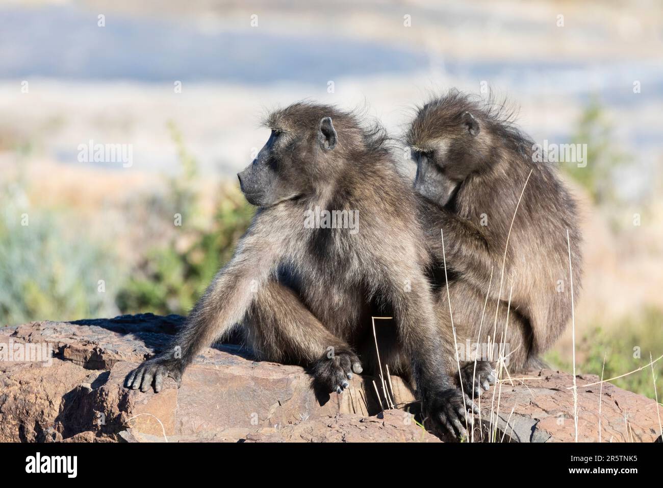 Chacma Baboon or Cape Baboon (Papio ursinus ursinus) grooming on a mountain ledge, Western Cape, South Africa Stock Photo