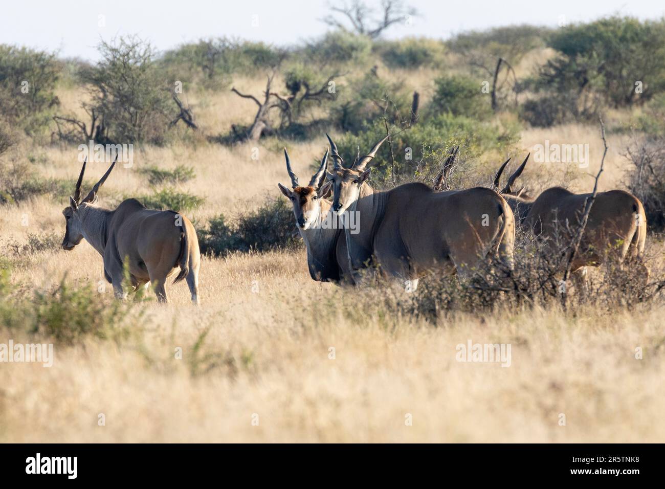 Common Eland Taurotragus Oryx Herd At Dawn Mokala National Park common-eland-taurotragus-oryx-herd-at-dawn-mokala-national-park
