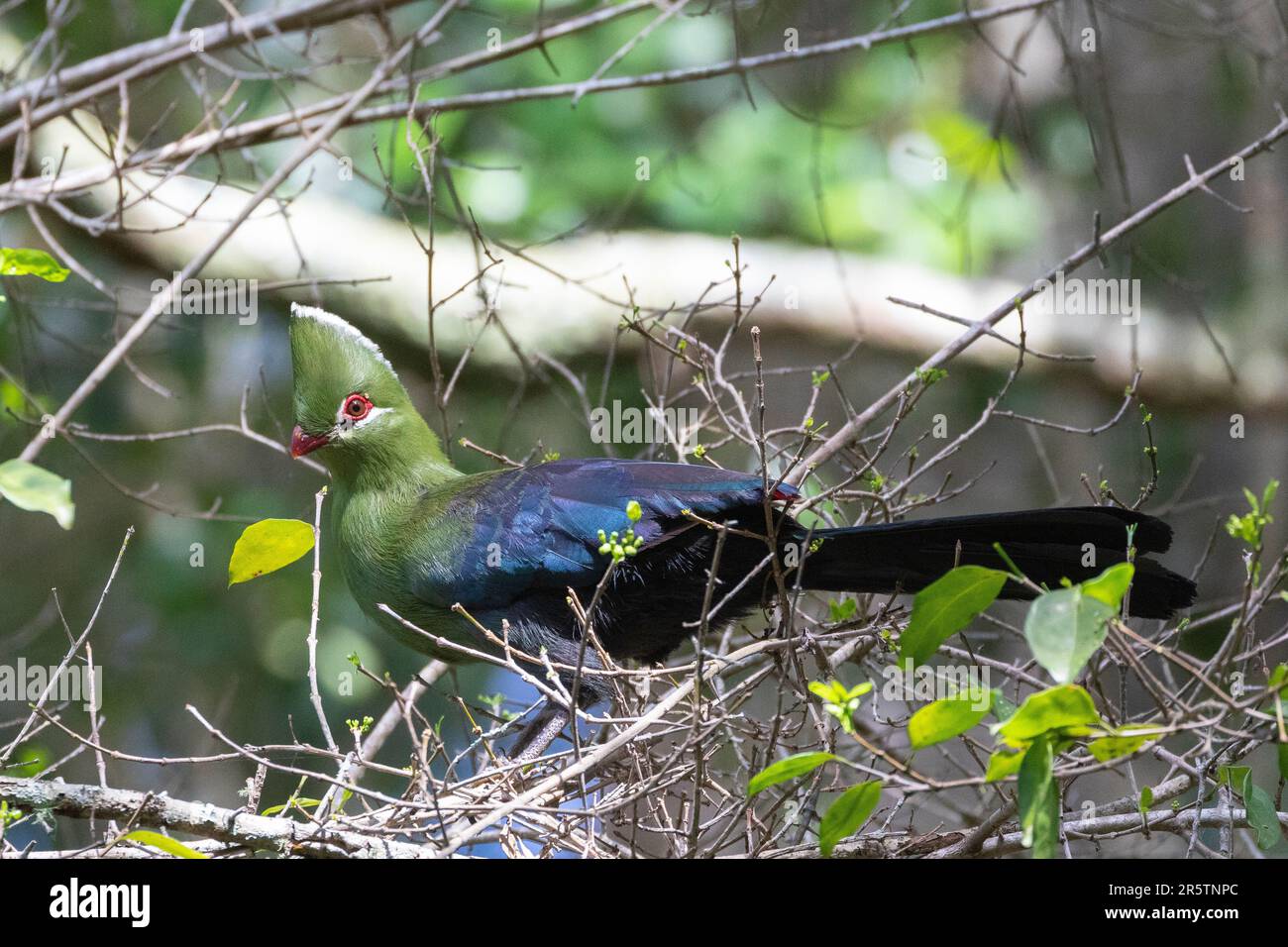 Knysna Turaco (Tauraco corythaix) prev. Knysna Loerie in Afromontane forest near Natures Valley, Western Cape, South Africa Stock Photo