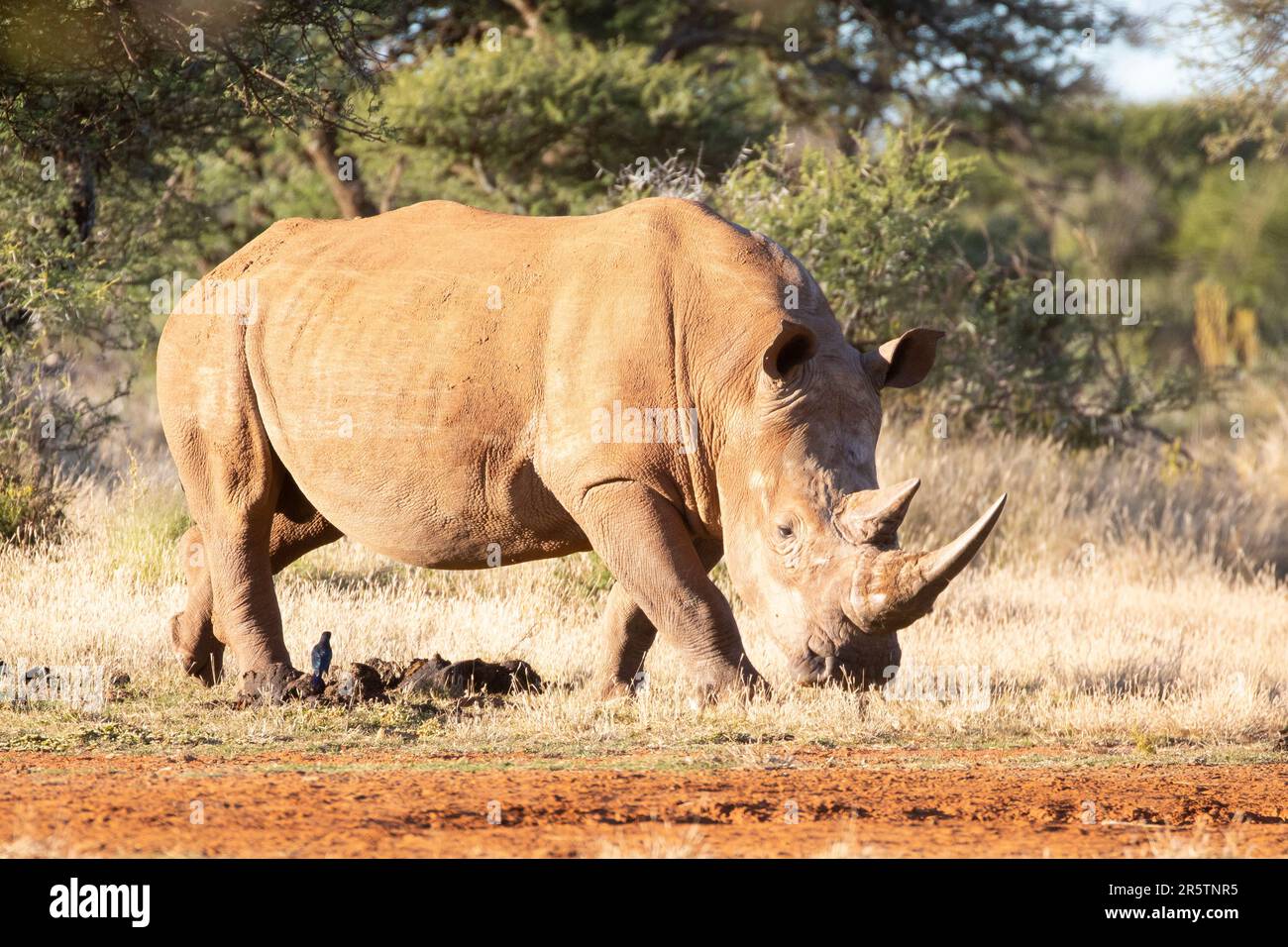 White Rhinoceros (Ceratotherium simum) in the wild in South Africa. Listed as a Near Threatened Species, Rhinoceros with intact horns Stock Photo
