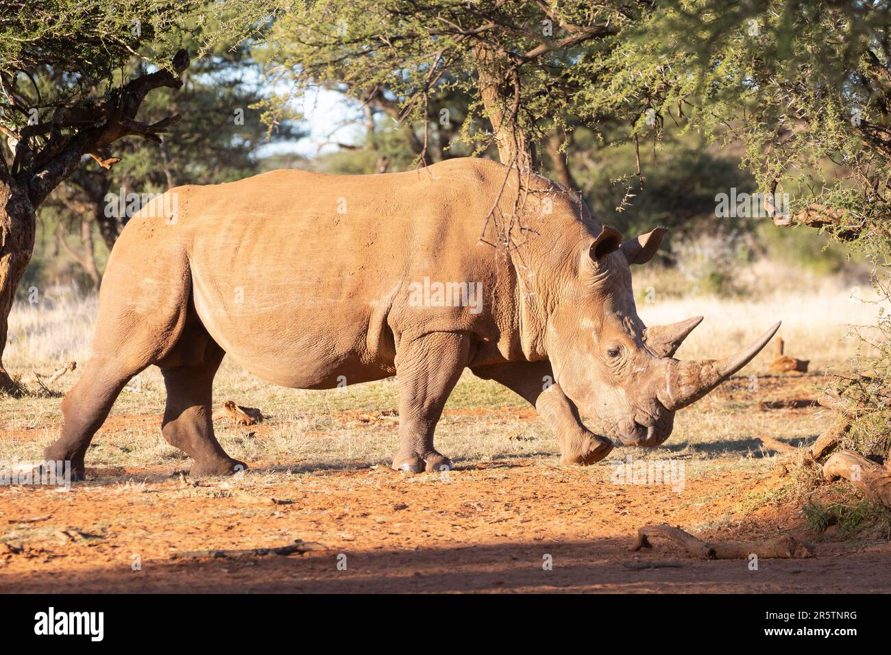 White Rhinoceros (Ceratotherium simum) in the wild in South Africa. Listed as a Near Threatened Species, Rhinoceros with intact horns Stock Photo
