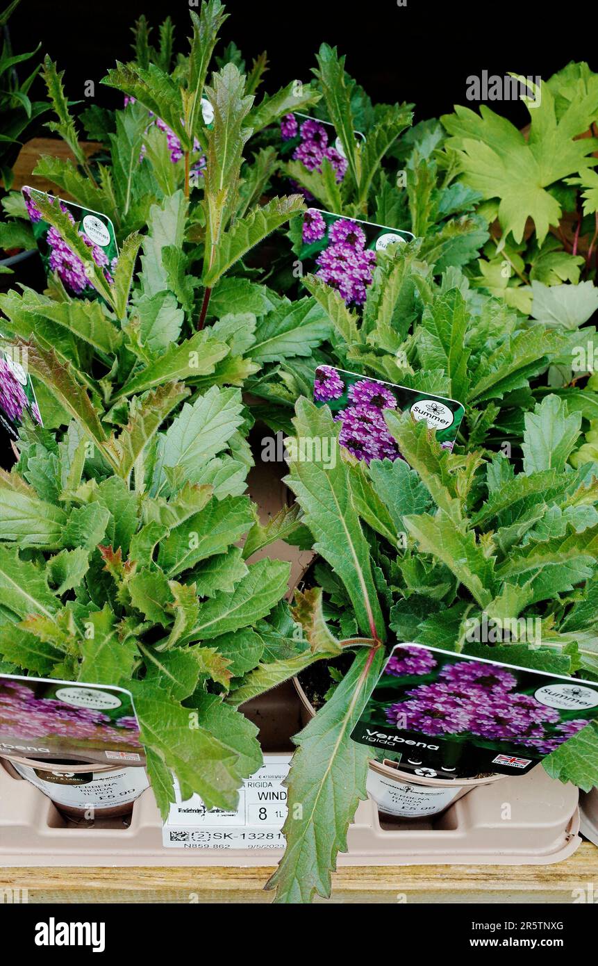 In a garden centre in North Yorkshire plants of Verbena rigida for sale at £5.99 per pot Stock Photo
