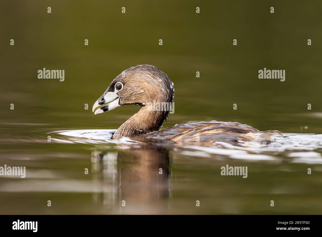 Female Ring-necked Duck | Jonathan Renfro | Flickr