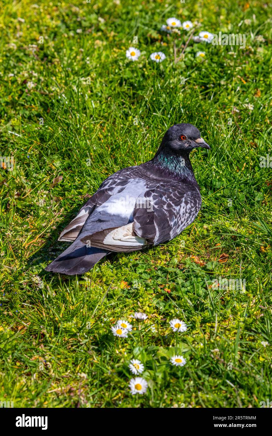 A pigeon relaxing on the grass in a London garden. Stock Photo