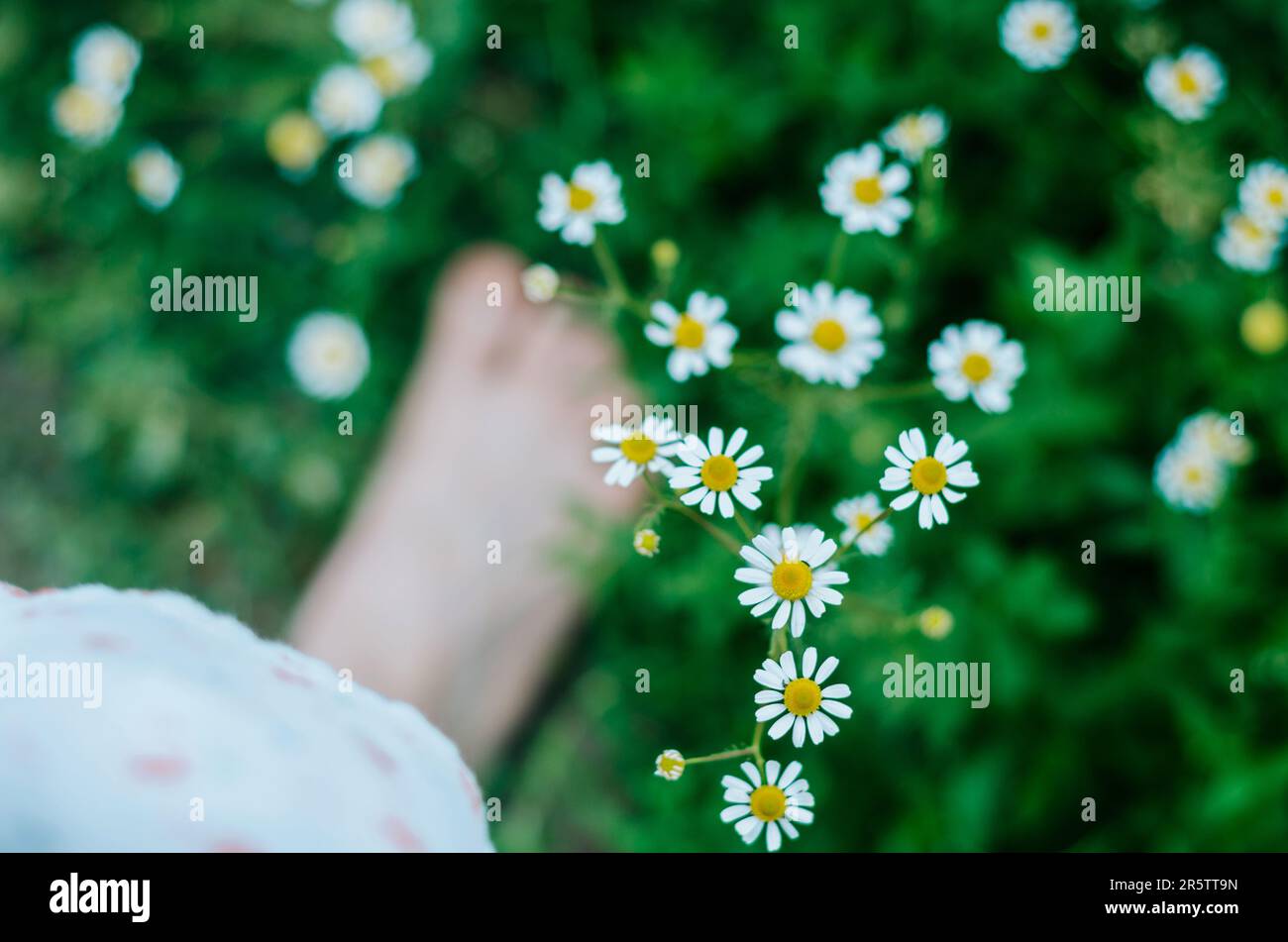 Daisy flowers in bloom hi-res stock photography and images - Alamy