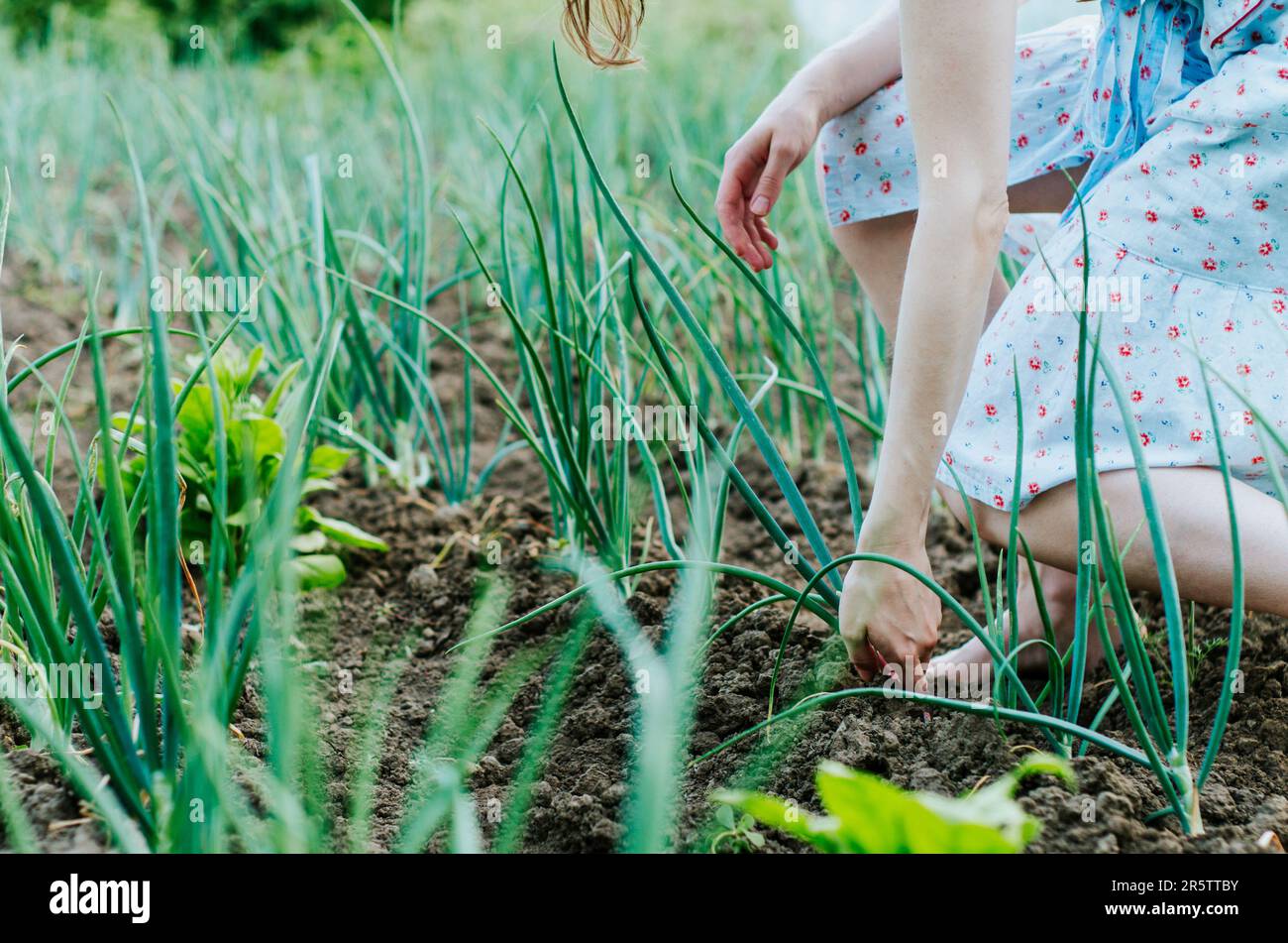Hand picking onions hi-res stock photography and images - Alamy