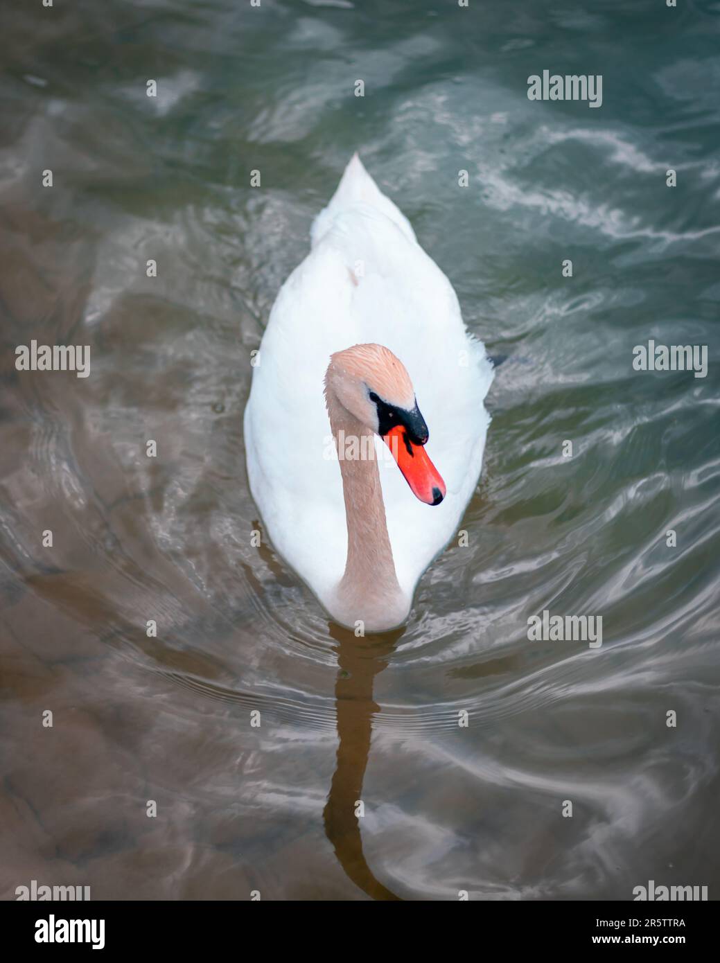 A majestic white swan gliding serenely across the tranquil waters of a lake, its neck gracefully arched as it surveys its surroundings Stock Photo