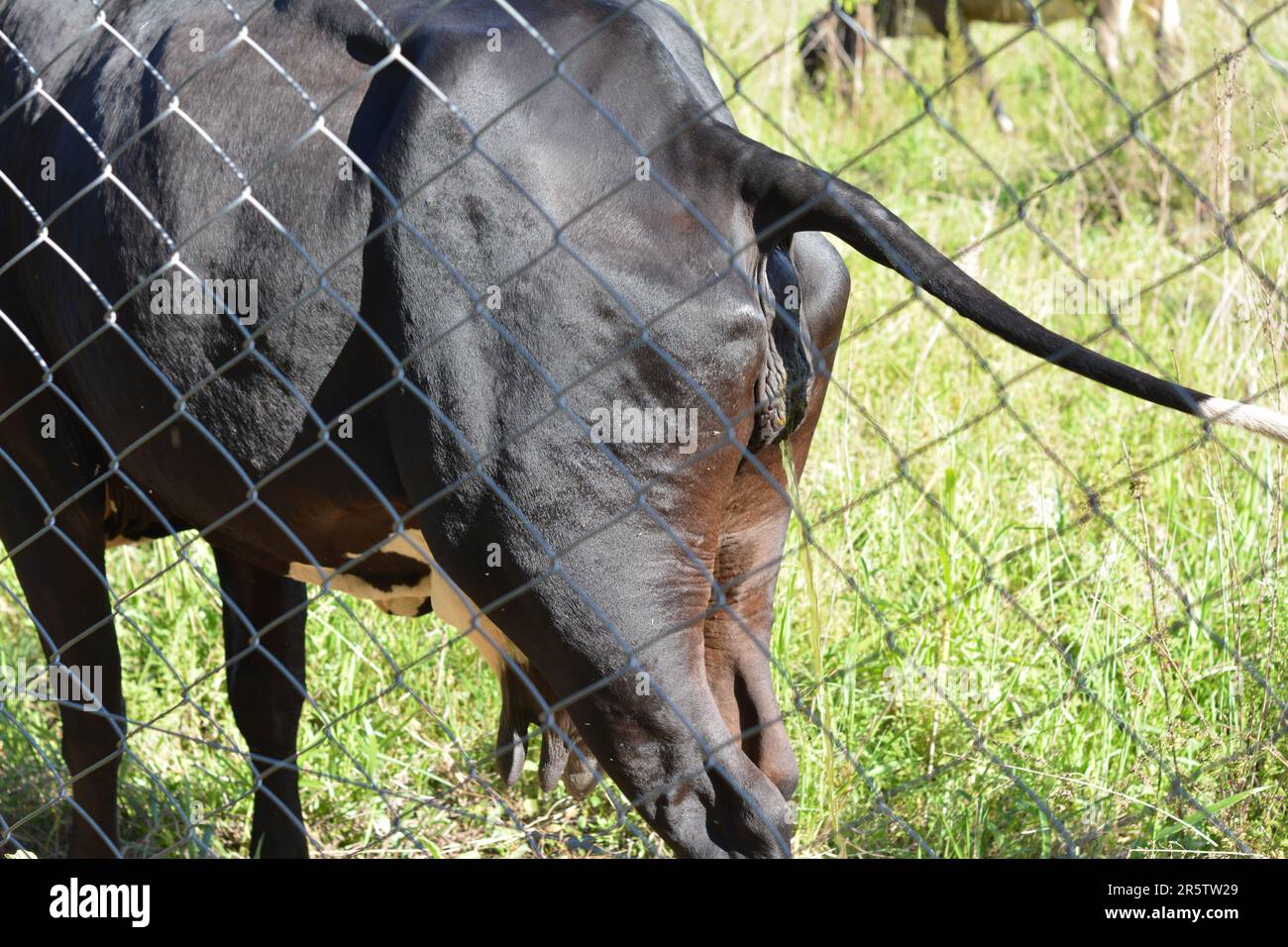 Cow urinating on Brazilian cattle farm in pasture, protected by guardrail, Brazil, South America, portrait photo Stock Photo