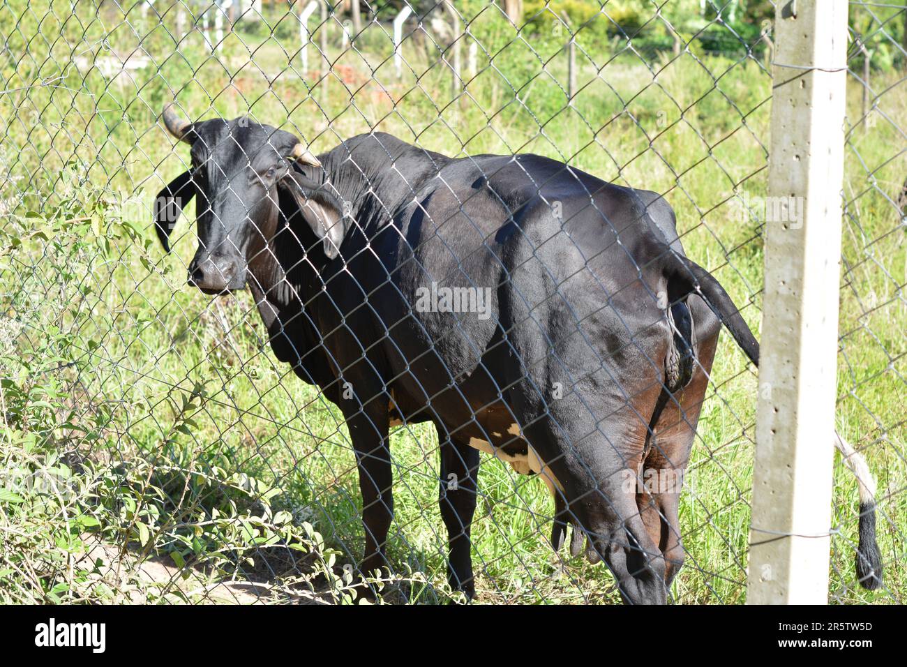 Cow urinating on Brazilian cattle farm, grazing in green field on a sunny day with , Brazil South America, panoramic photo, rear view, protected by ra Stock Photo