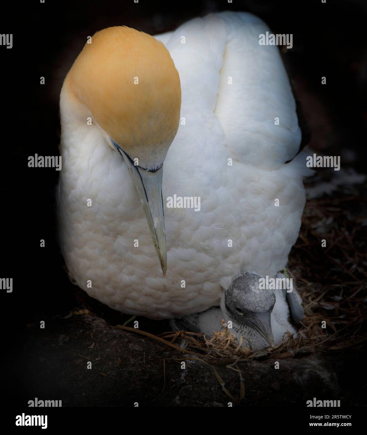 A brown bird is perched in its nest, head tucked under its beak in a ...