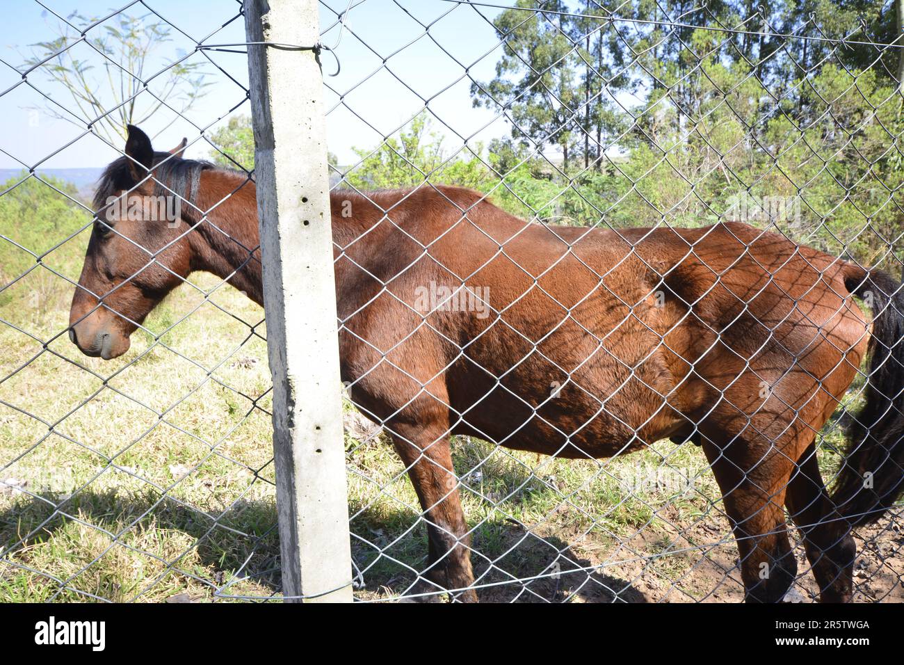 Horse or mare. Animal in pasture. Wire fence as protection. Concrete post. Brazil. South America. wide angle photo Stock Photo