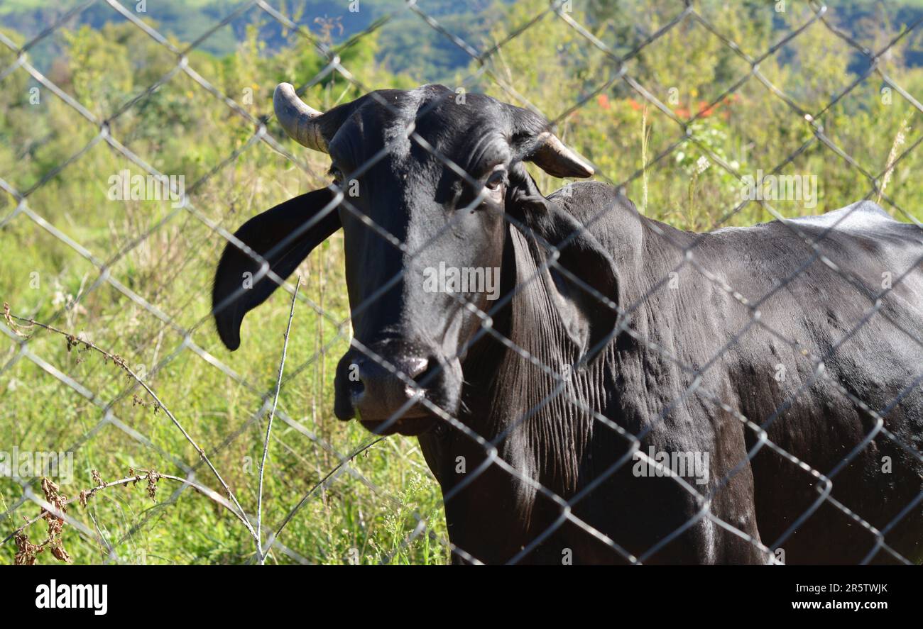 Ox on Brazilian cattle farm, grazing in green field on a sunny day with blue sky and trees in the background, Brazil South America, portrait style pho Stock Photo