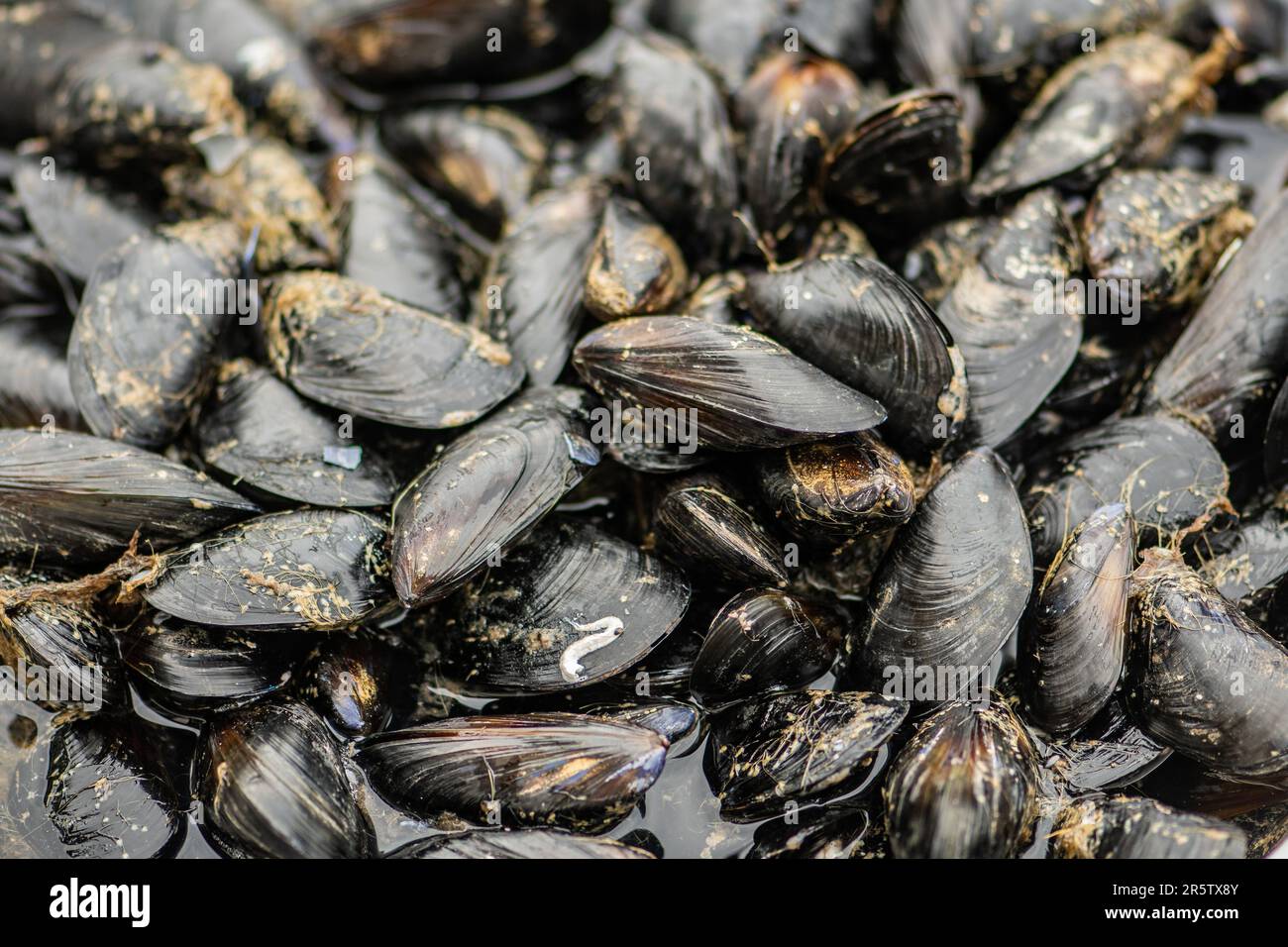 Fresh black mussels mollusk on a scale in a local fish market, sea