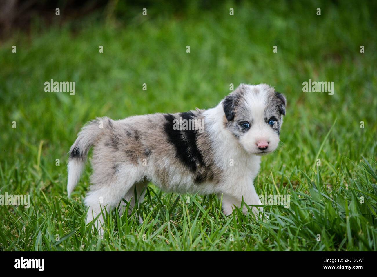 An adorable Australian Shepherd puppy playing in lush green grass Stock ...