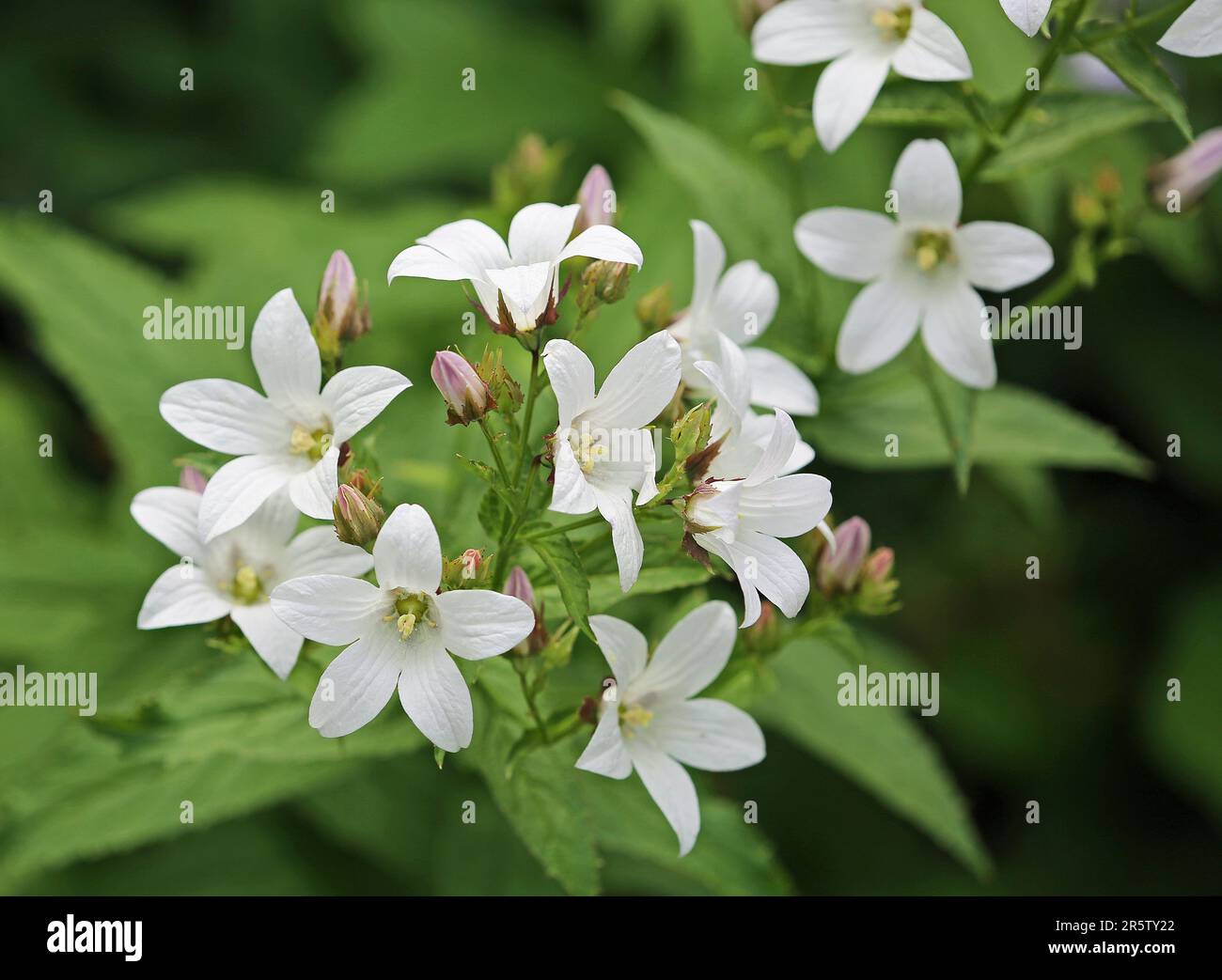 White campanula flowers Stock Photo