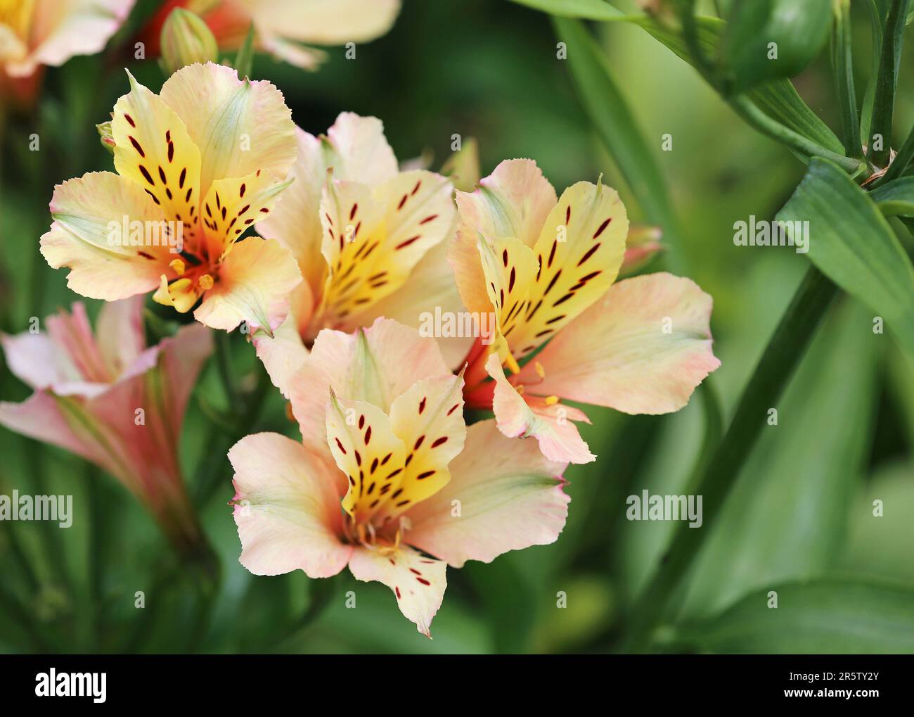 Alstromeria flower close up Stock Photo