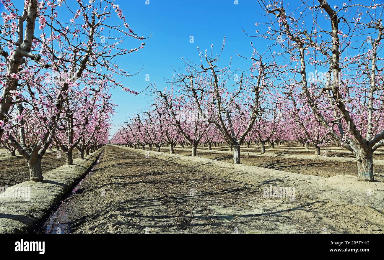 Peach orchard alley California Stock Photo Alamy