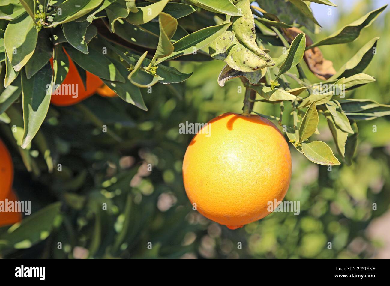 Orange on the branch, California Stock Photo