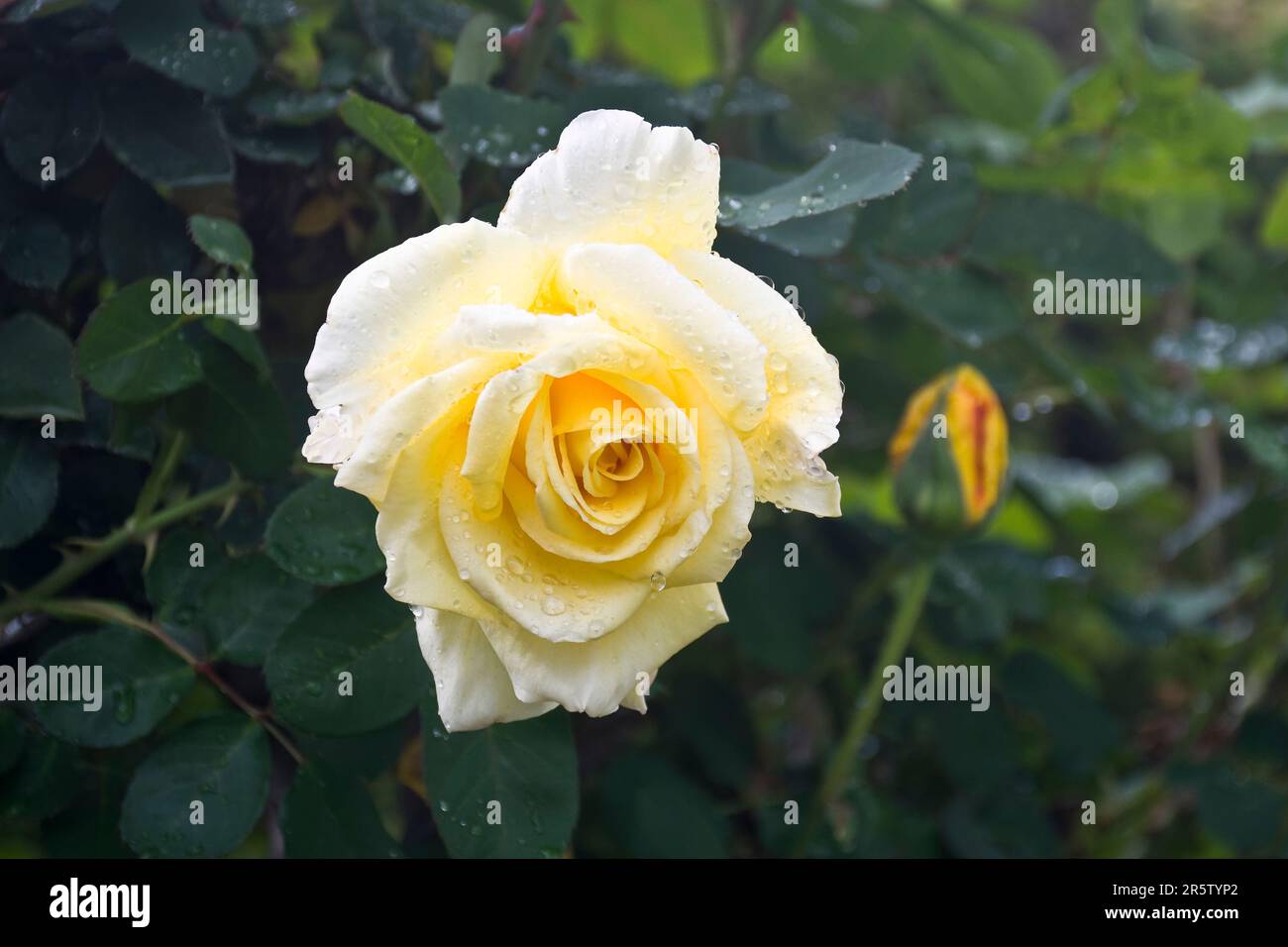 Beautiful bright yellow rose hi-res stock photography and images - Alamy