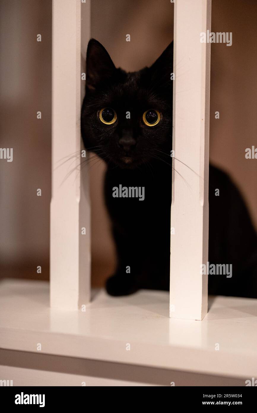 A curious black cat peeking out from behind a white railing, with its ...