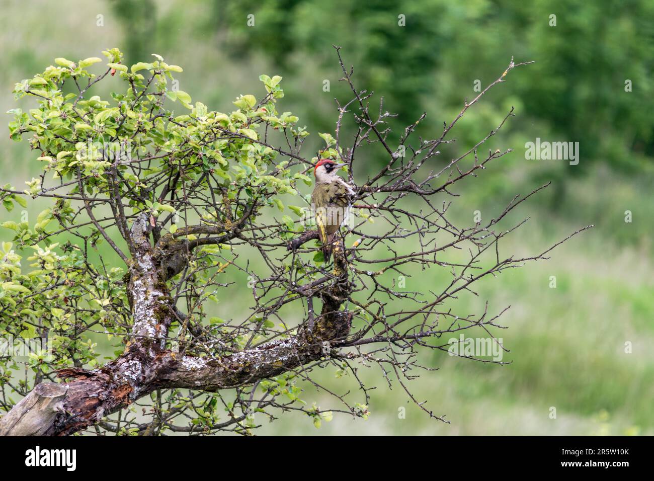 The green woodpecker (Picus viridis ), the best known among the European woodpeckers, looking for insects, larvae behind the barks of the trees. Stock Photo