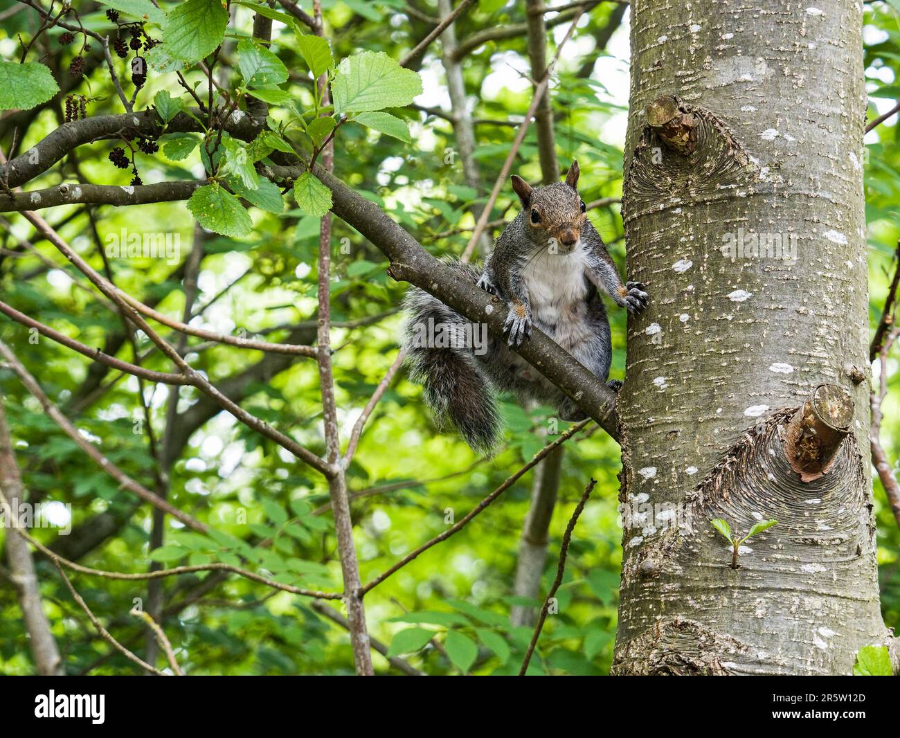 The invasive grey squirrel, Sciurus carolinensis, climbs a tree at