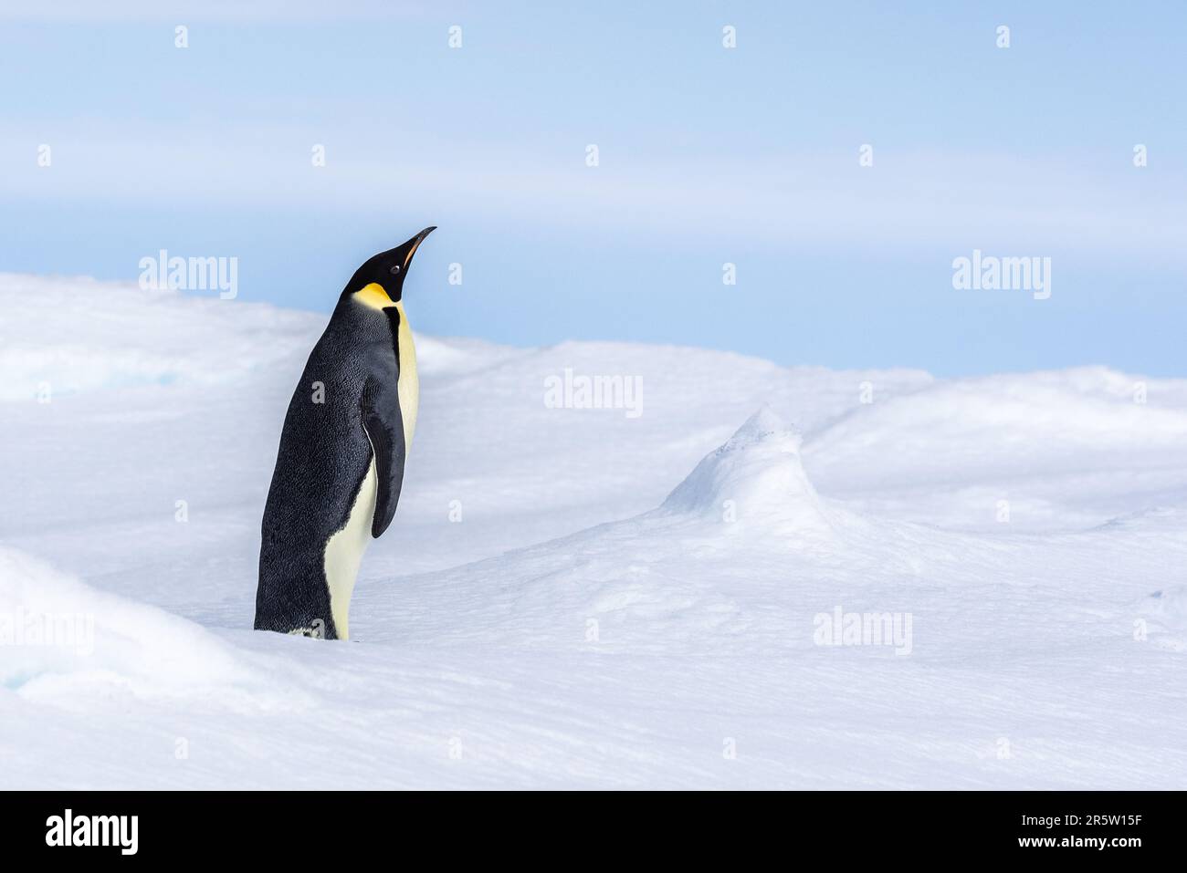 Solitary Emperor Penguin on Ice Floe, Pine Island Bay, Amundsen Sea, Antarctica Stock Photo