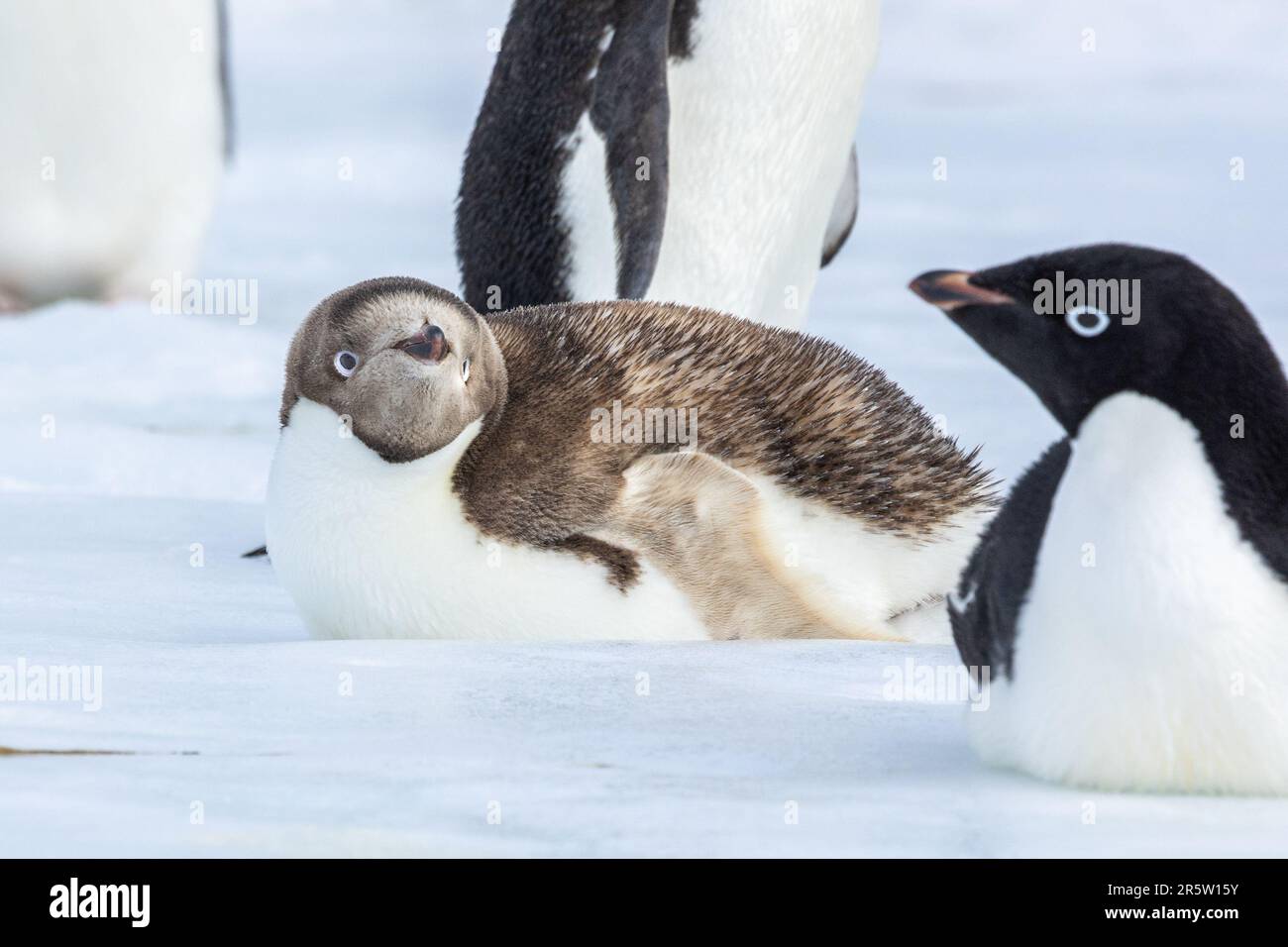 Light-colored Variant, Adelie Penguin, Cape Crozier, Ross Island, Antarctica Stock Photo