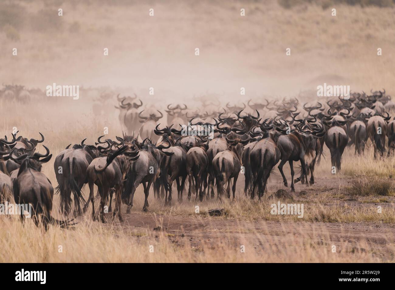 a-large-herd-of-wild-blue-wildebeests-during-the-grand-migration-stock