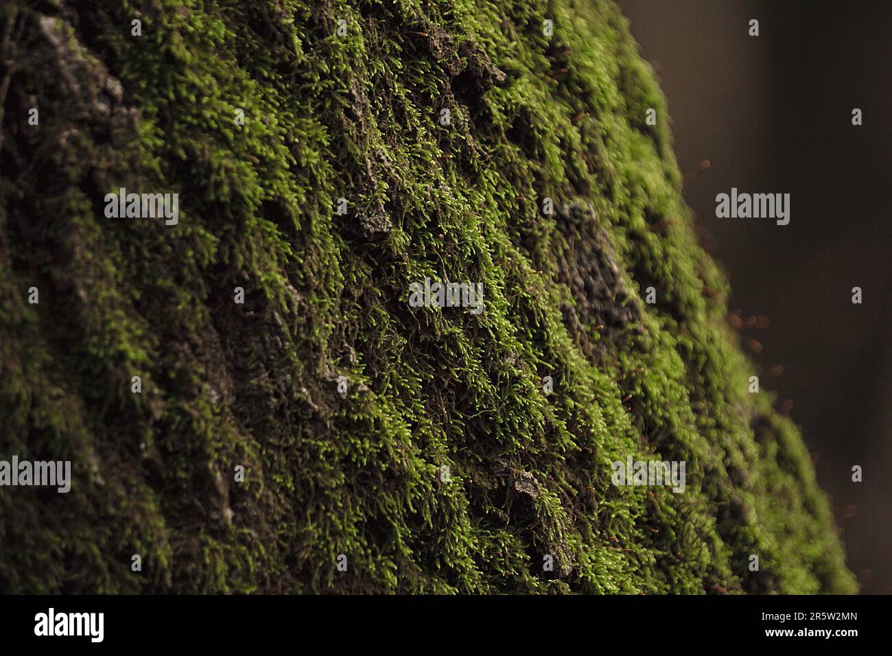 Close up lush green moss hi-res stock photography and images - Alamy