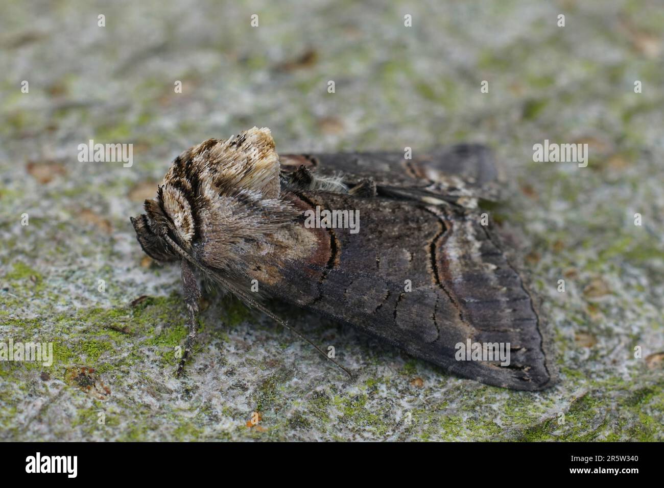 Spectacle Moth Spectacle moth hi-res stock photography and images - Alamy