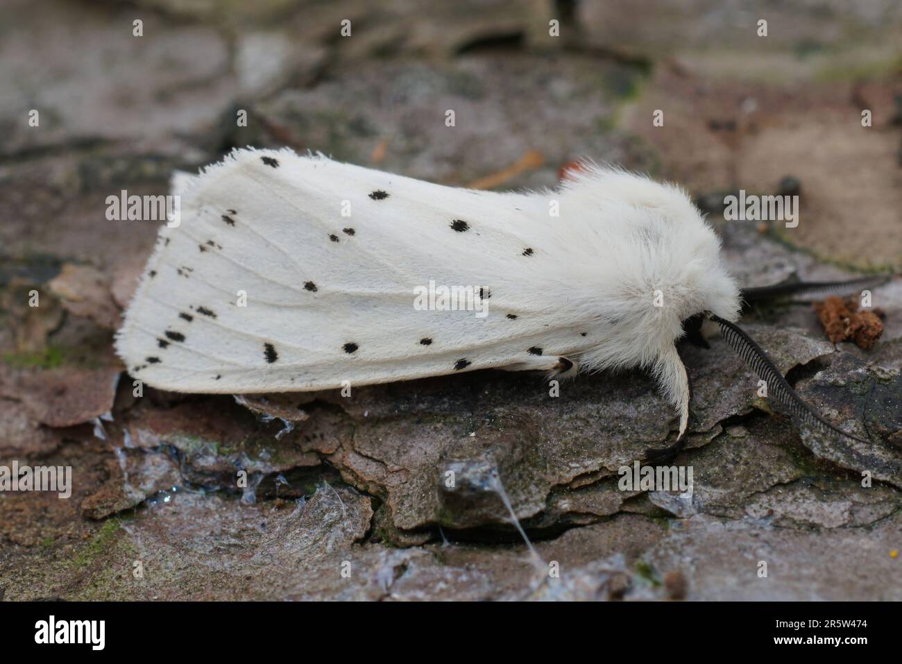 Natural detailed closeup on the white ermine, Spilosoma lubricipeda sitting on wood Stock Photo