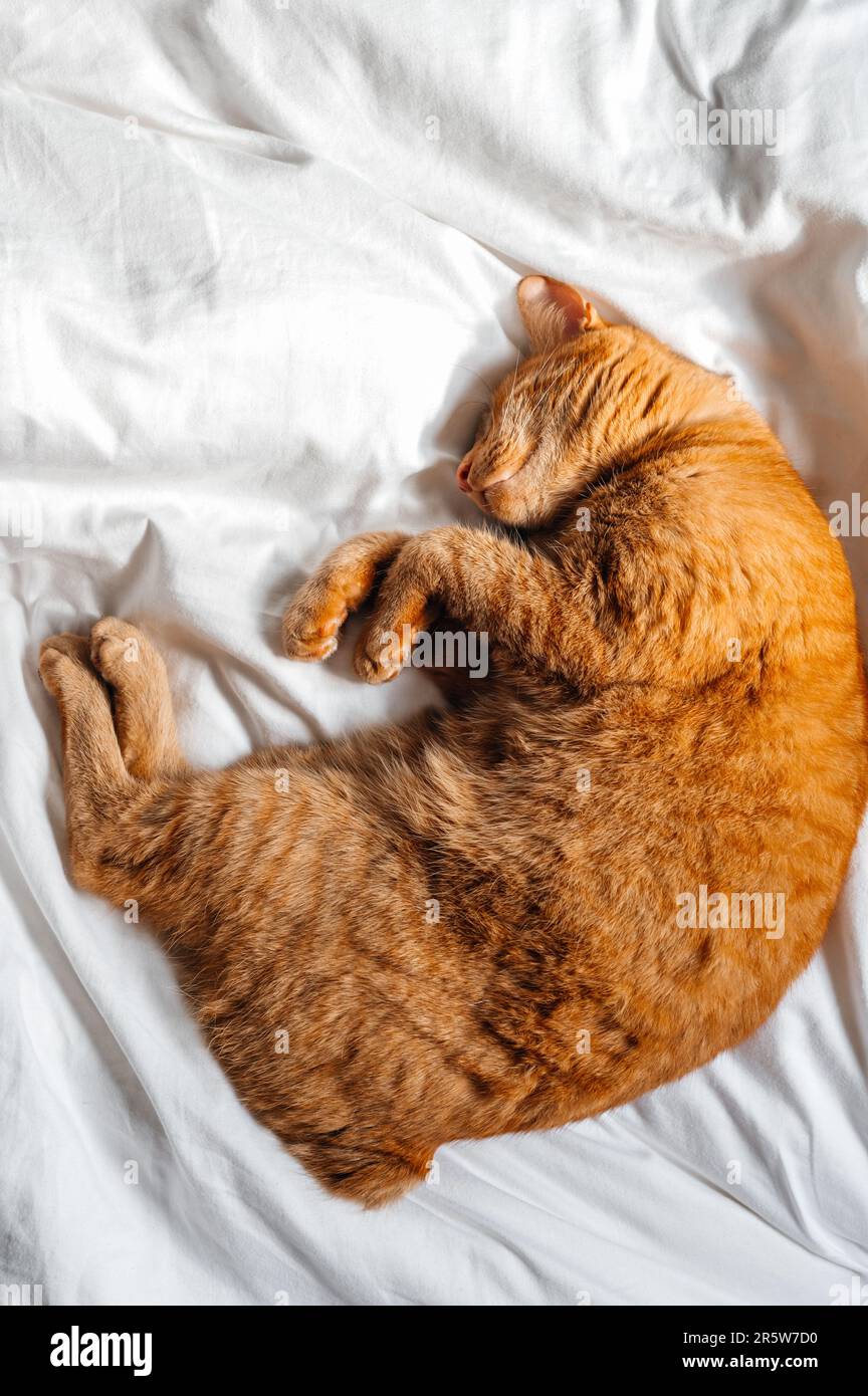 Cute ginger cat sleeps on the bed Stock Photo - Alamy