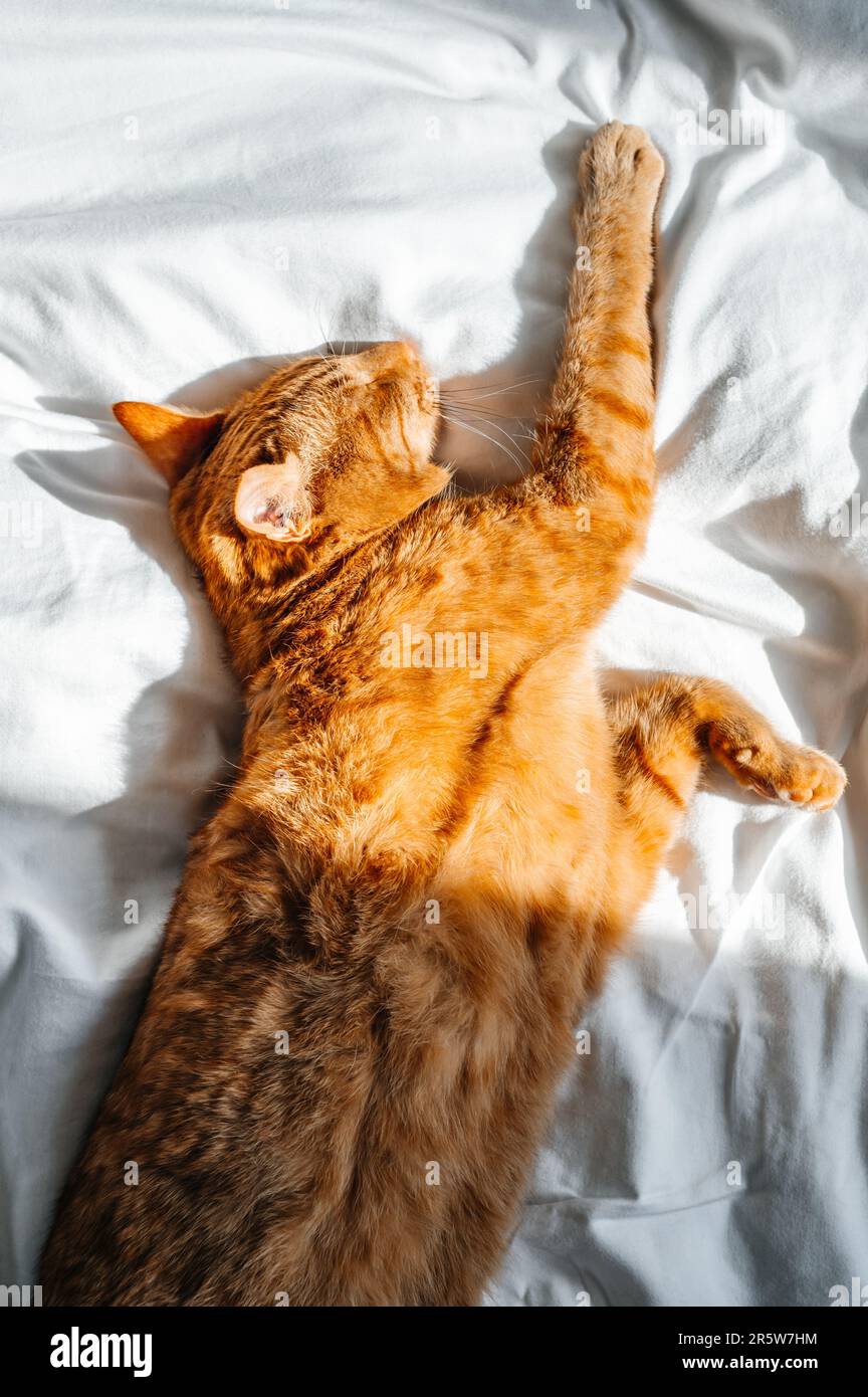 Cute ginger cat sleeps on the bed Stock Photo - Alamy