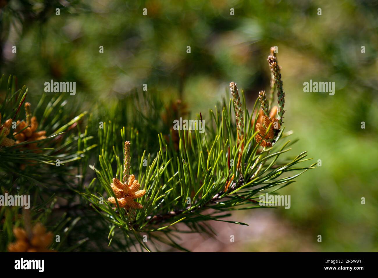 A peaceful and verdant landscape featuring tall pine trees with lush